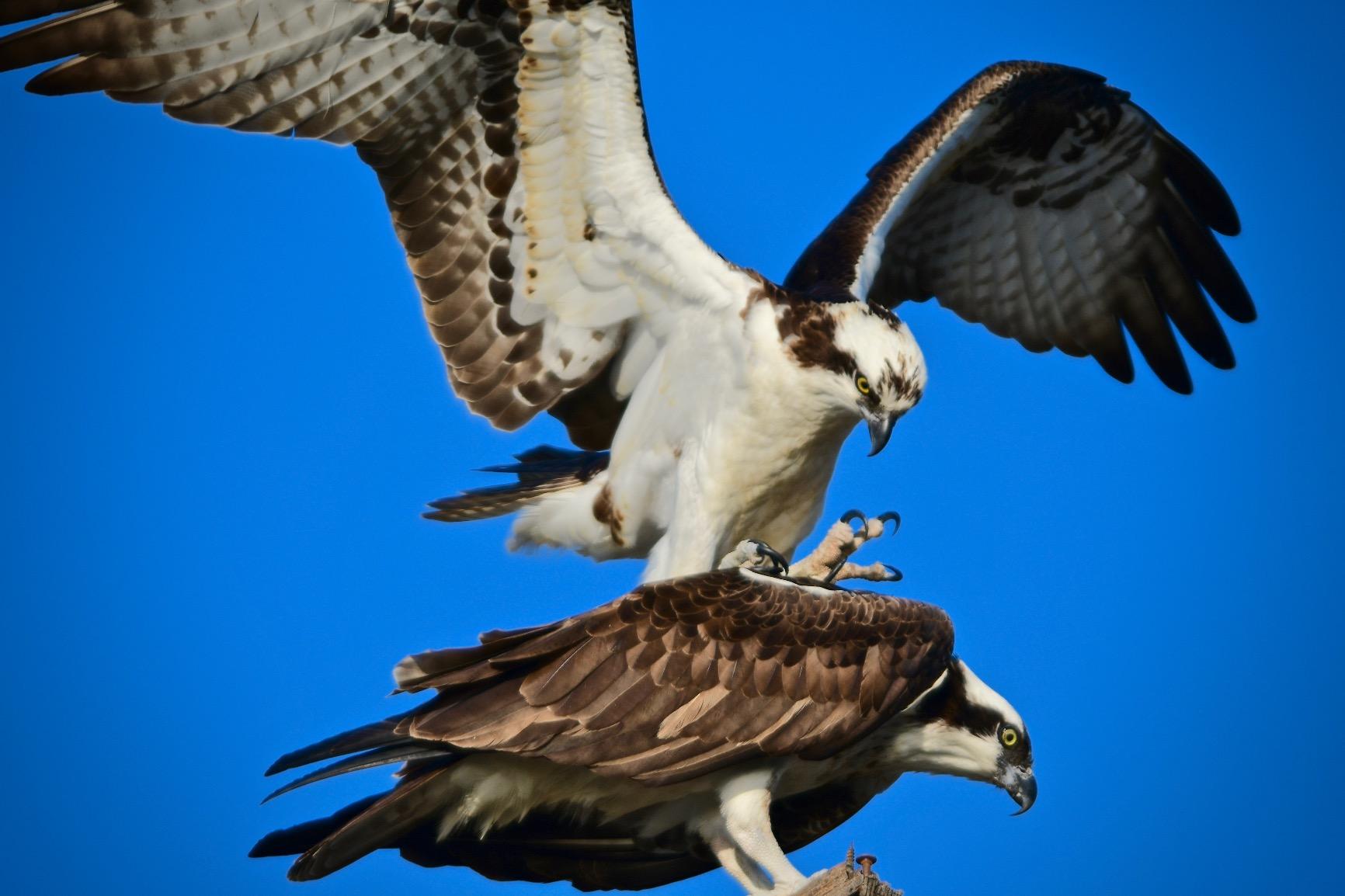 Nikon AF-S FX NIKKOR 400mm f/2.8E FL ED Vibration Reduction Fixed Zoom Lens with Auto Focus for Nikon DSLR Cameras customer photo 1