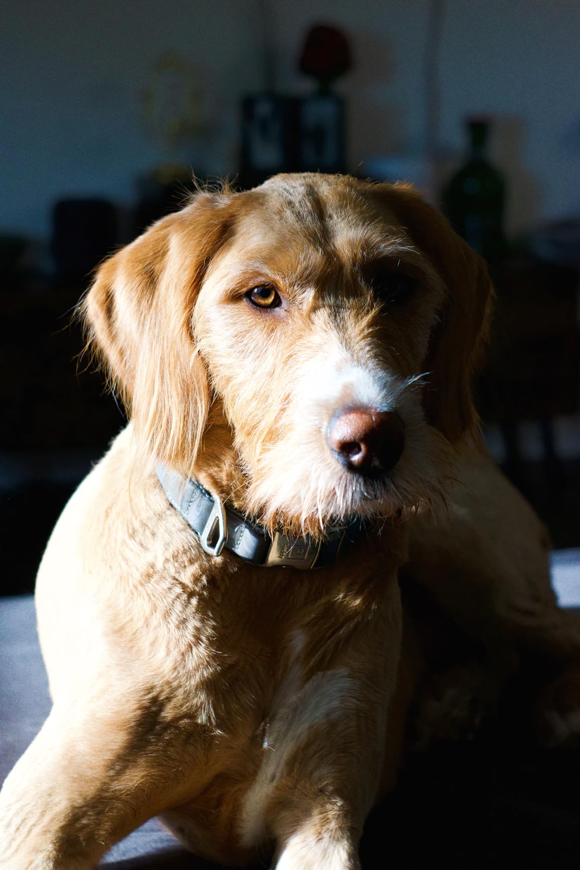 YONGNUO YN50mm F1.8 Lens Large Aperture Auto Focus Lens Compatible with Canon EF Mount EOS Camera customer photo 2