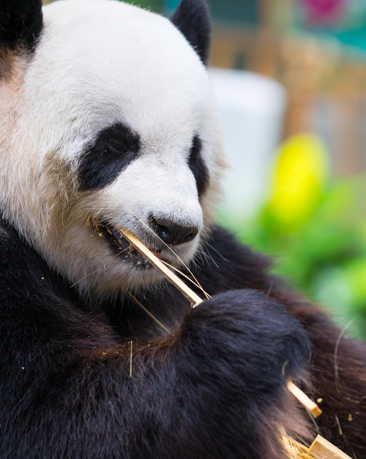 Rokinon 135mm F2.0 ED UMC Telephoto Lens for Canon EF - Full Frame Compatible, Ultra Multi-Coated, Manual Focus customer photo 1