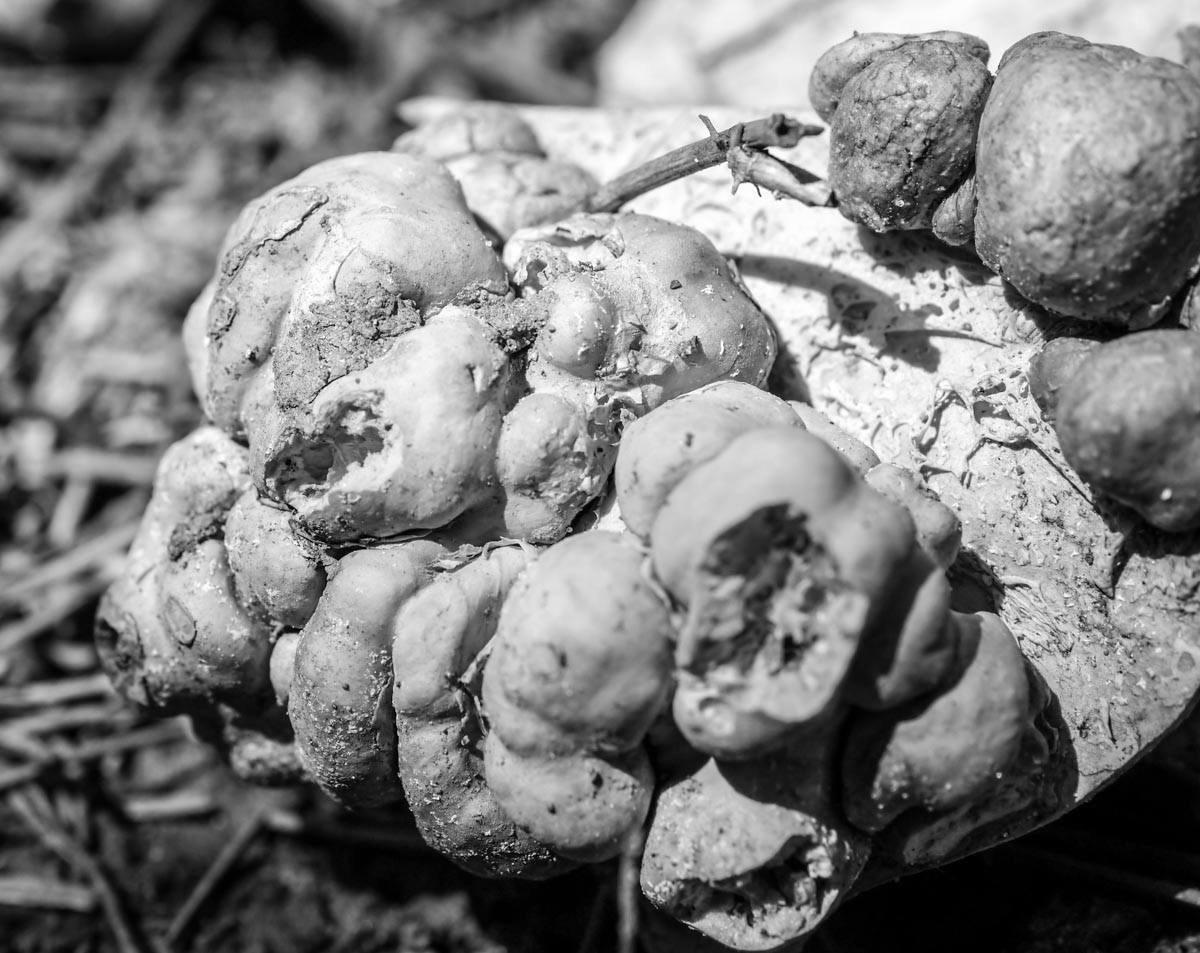 Panasonic LUMIX G MACRO LENS, 30MM, F2.8 ASPH, MIRRORLESS MICRO FOUR THIRDS, MEGA OPTICAL I.S, H-HS030 (USA BLACK) customer photo 1