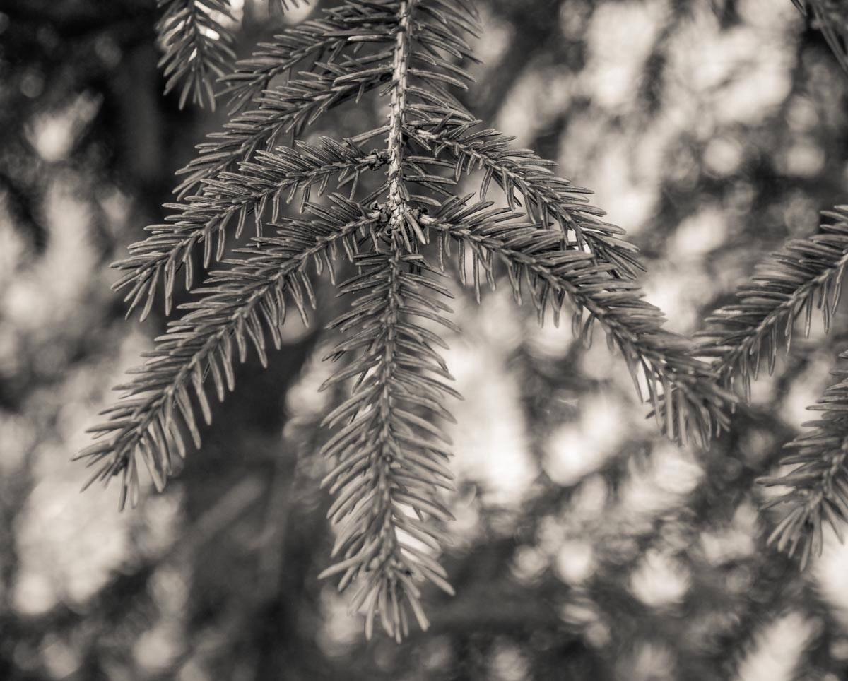 Panasonic LUMIX G MACRO LENS, 30MM, F2.8 ASPH, MIRRORLESS MICRO FOUR THIRDS, MEGA OPTICAL I.S, H-HS030 (USA BLACK) customer photo 2