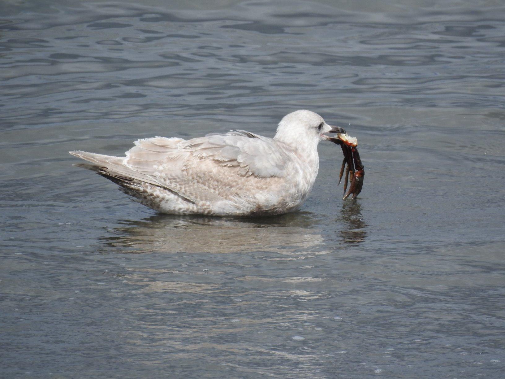 Nikon COOLPIX P900 Digital Camera (Black) customer photo 2