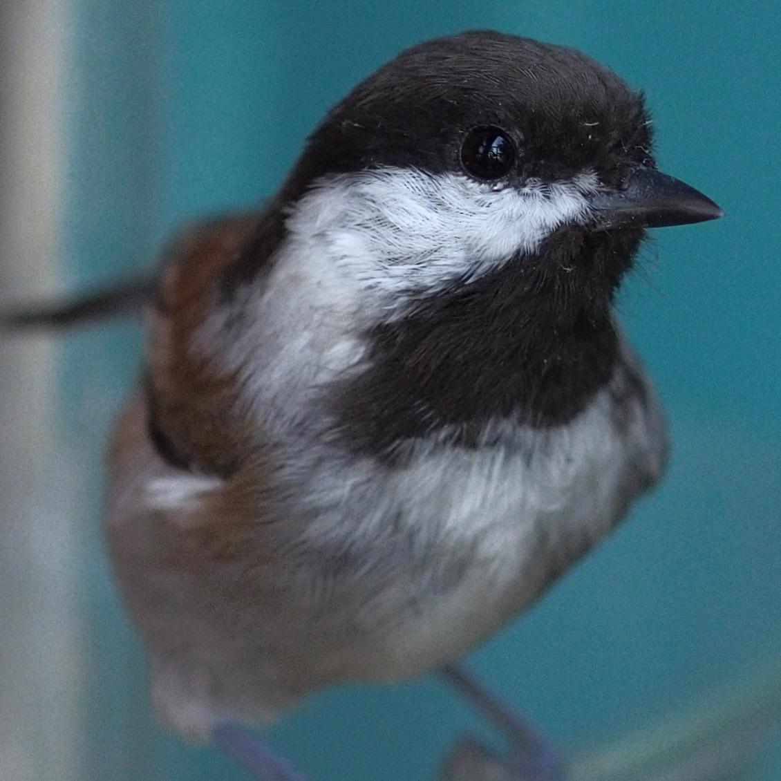 Pixel Camera Wireless Remote Shutter Release RW-DC0 for Nikon Z8 Z9 D3 D4 D5 D6 D800 D850 D800E D810A D810 D700 D500 D300 D300s D200 F100 F90 F90X F6 F5 N90s D1X D2H with Nikon MC-30A MC-36A customer photo 2