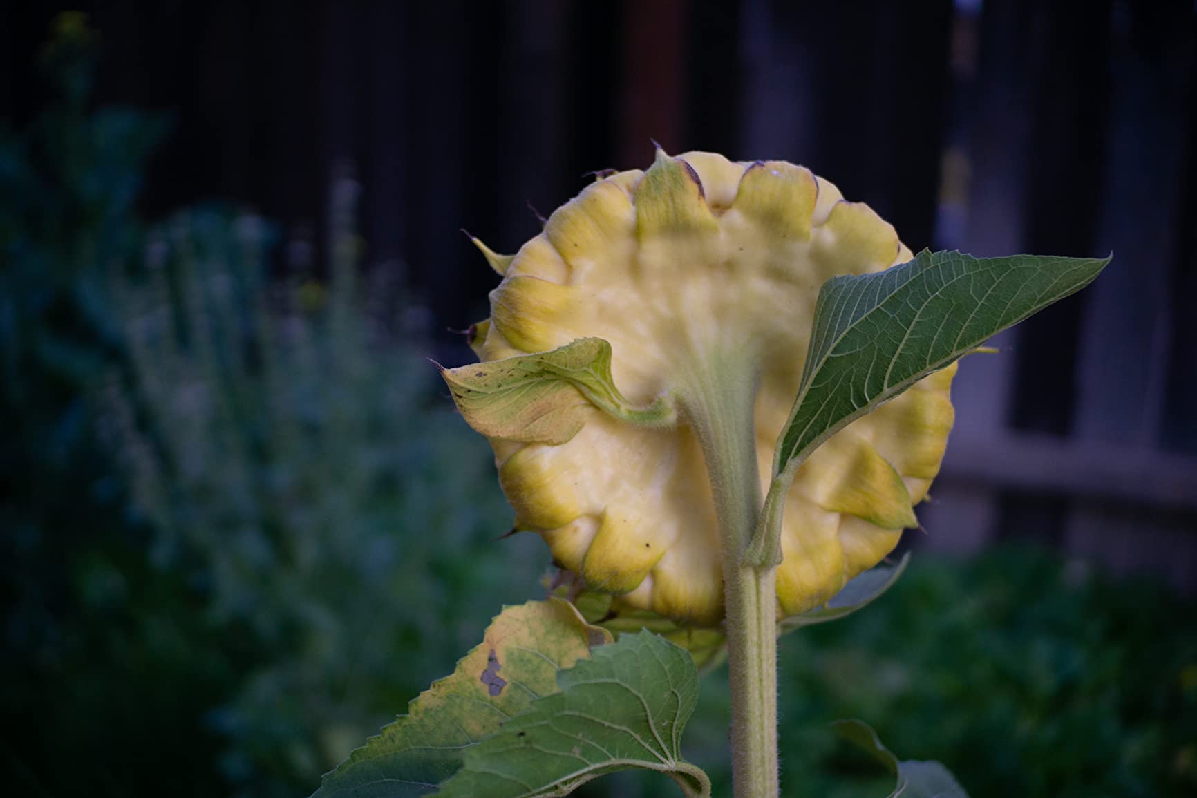 Meike 35mm F1.7 Large Aperture Manual Focus Prime Fixed Lens APS-C Compatible with Sony E-Mount Mirrorless Cameras customer photo 1