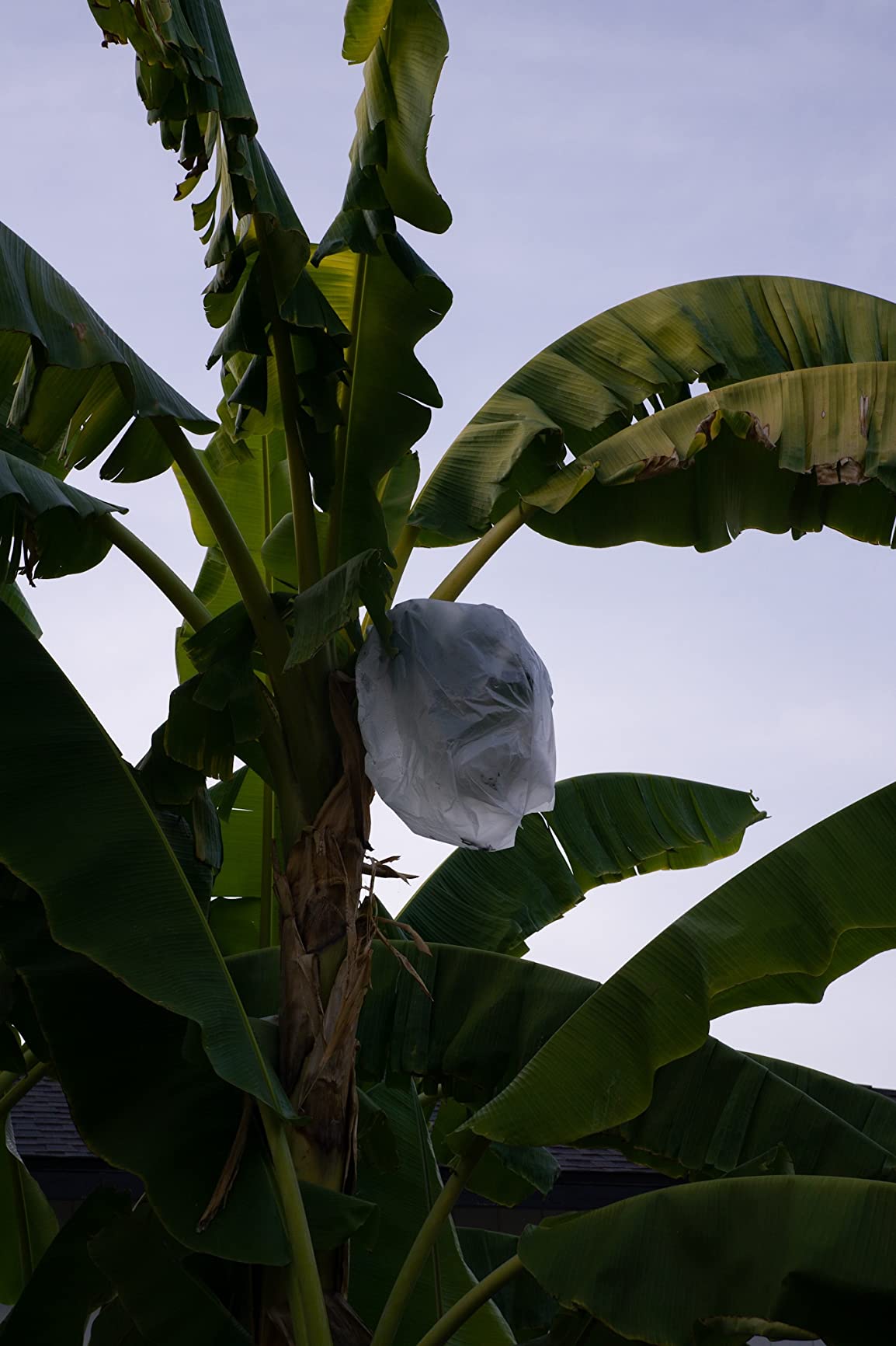 Meike 35mm F1.7 Large Aperture Manual Focus Prime Fixed Lens APS-C Compatible with Sony E-Mount Mirrorless Cameras customer photo 2