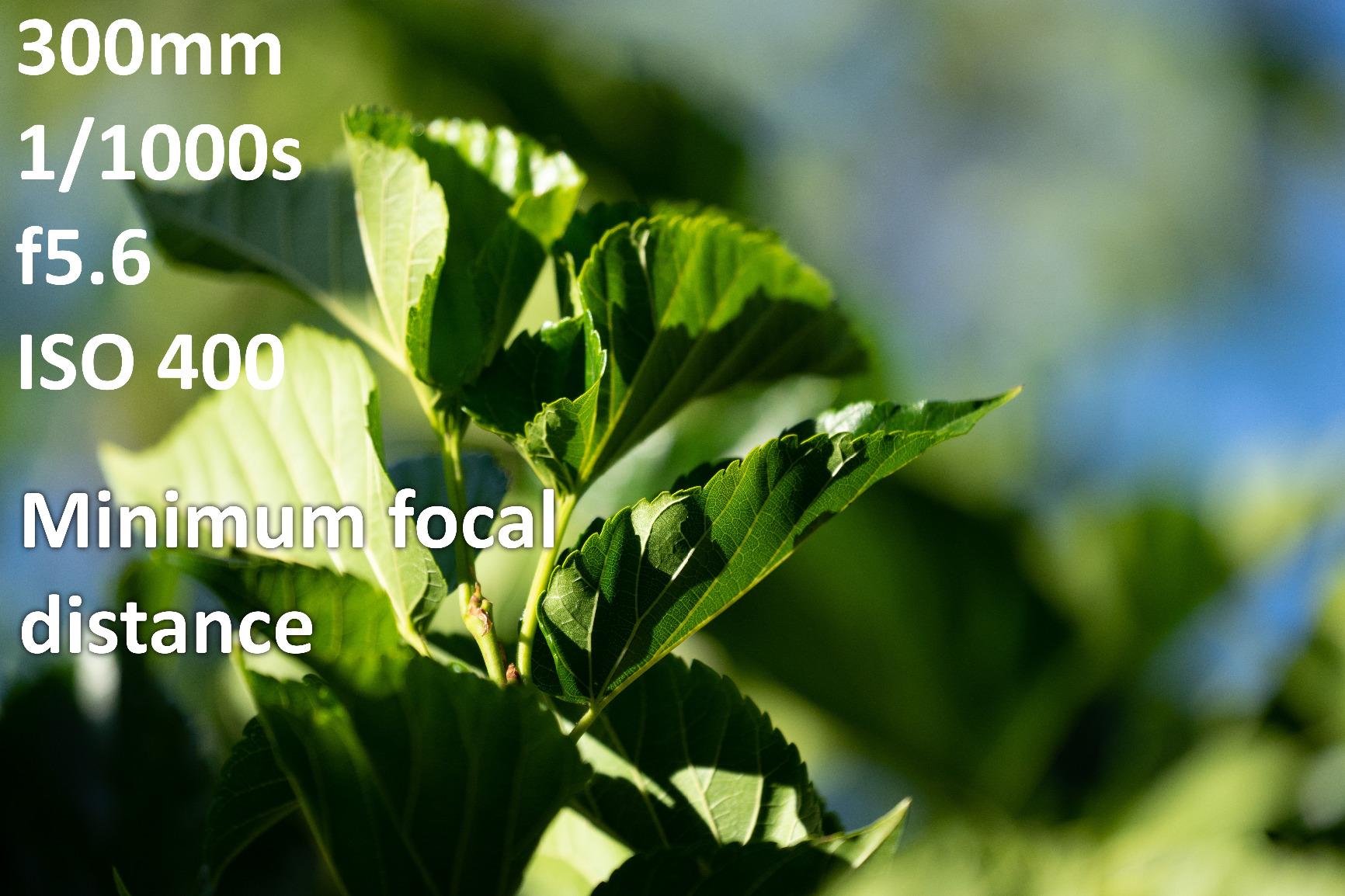 FE 70-300mm f/4.5-5.6 G OSS Lens for Sony E customer photo 1