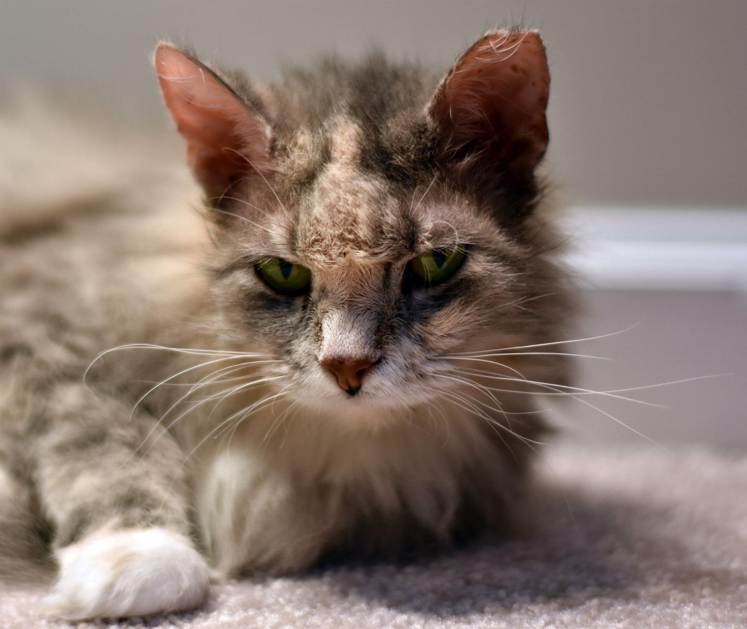 YONGNUO YN50mm F1.8N Standard Prime Lens, Large Aperture Auto Manual Focus AF MF for Nikon DSLR Cameras customer photo 2