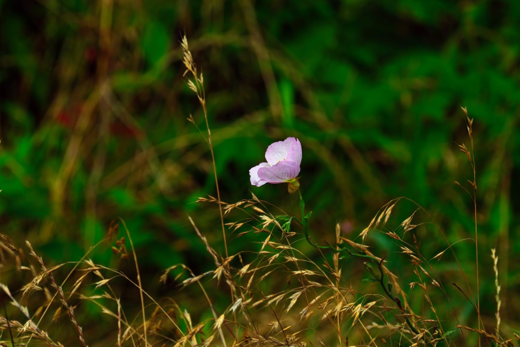Fujifilm Fujinon XF2X TC WR customer photo 1