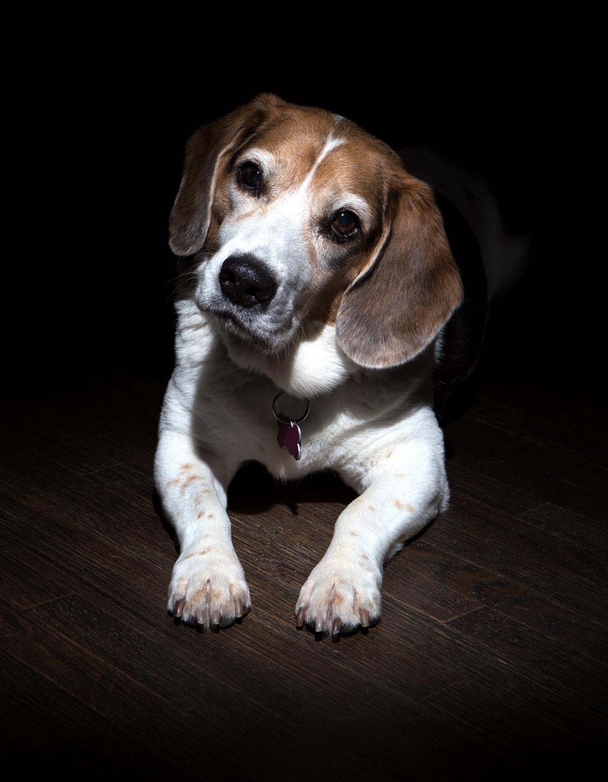 Andoer Photographic Lighting Monolights Bowens Mount Snoot Optical Snoot Metal Conical Snoot with Honeycomb Grid 5pcs Color Filter Kit for Bowens Mount Studio Strobe Monolight Photography Flash customer photo 1