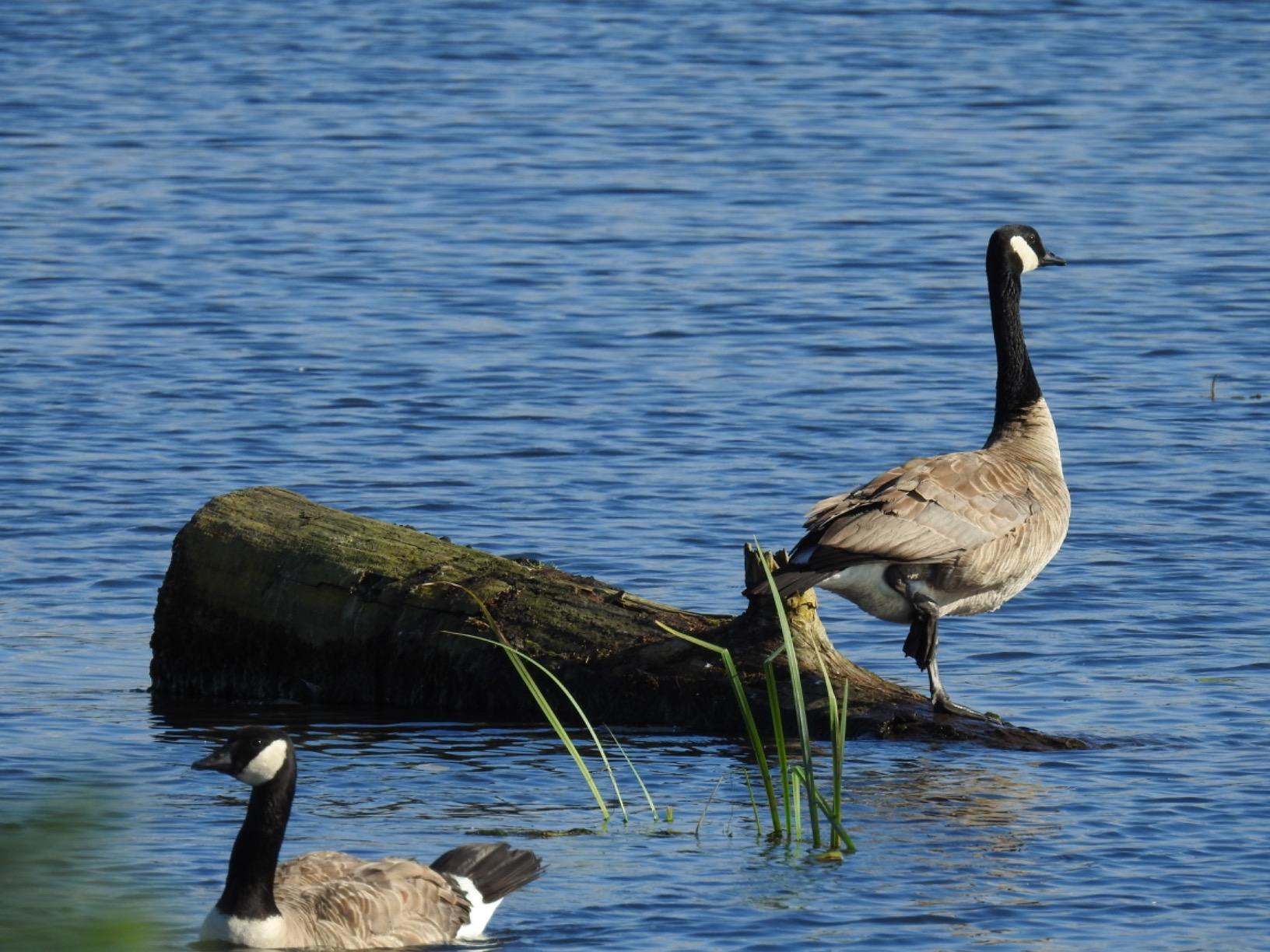 Nikon COOLPIX P900 16MP Zoom Digital Camera with 83x Optical Zoom, Built-in Wi-Fi and NFC (Black) (Certified Refurbished) customer photo 2