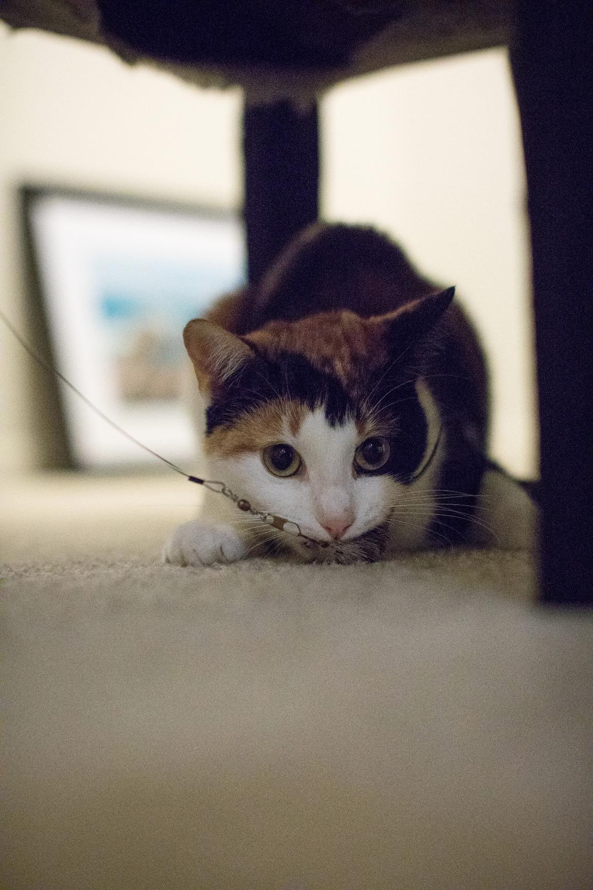 Canon EOS 5D Mark IV Full Frame Digital SLR Camera with EF 24-105mm f/4L is II USM Lens Kit Black customer photo 1