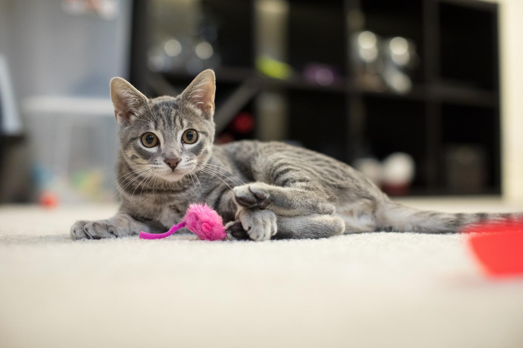 Canon EOS 5D Mark IV Full Frame Digital SLR Camera with EF 24-105mm f/4L is II USM Lens Kit Black customer photo 2