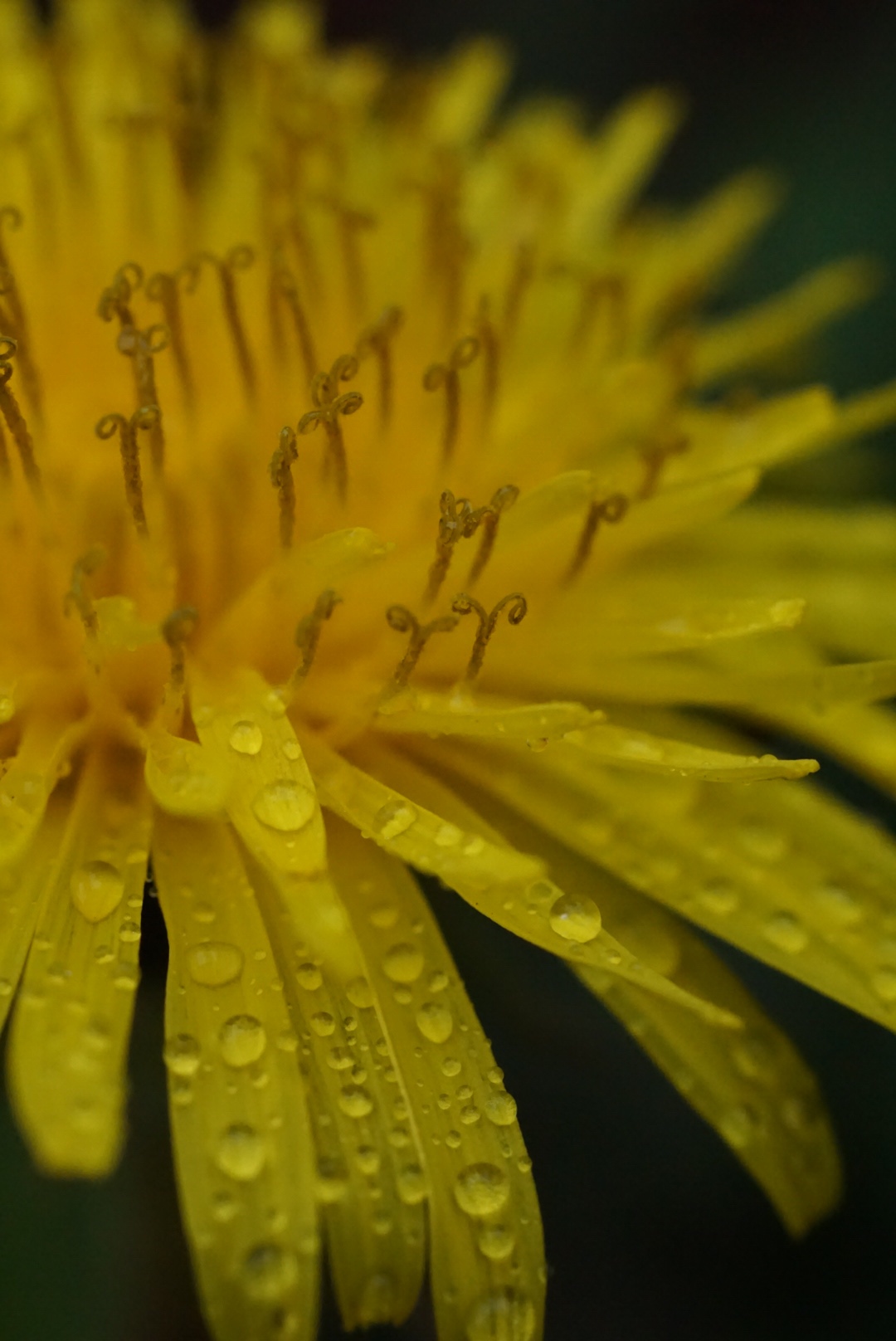 Sony SEL50M28 FE 50mm F2.8 Full Frame E-mount Lens customer photo 2