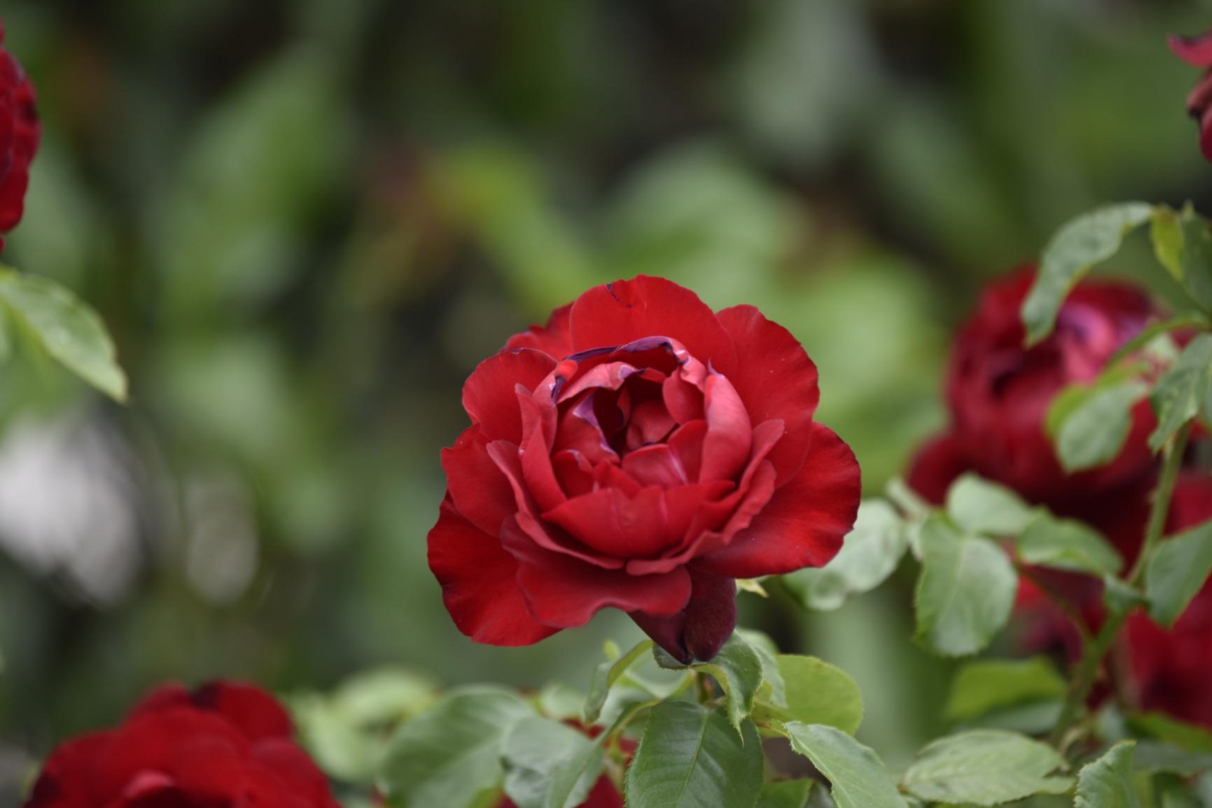 AF-S NIKKOR 70-200mm f/2.8E FL ED VR Lens customer photo 1