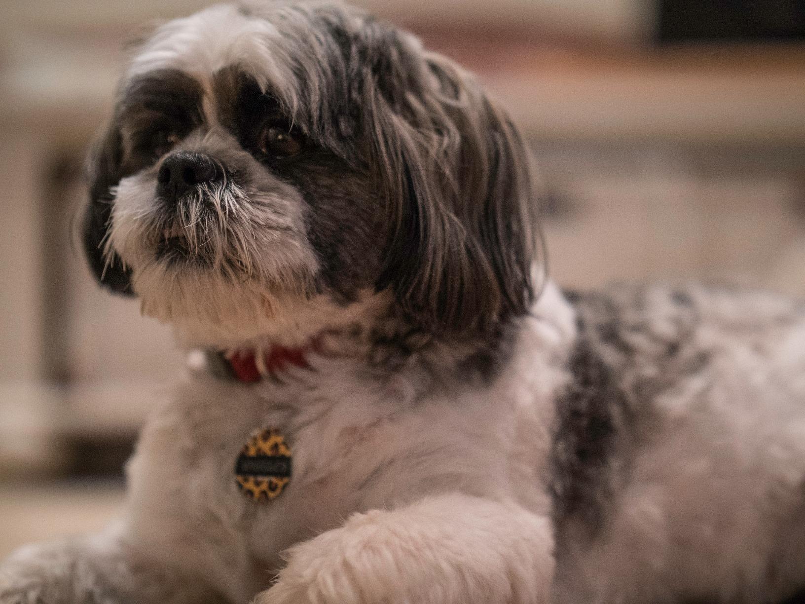 Panasonic LUMIX GH5 4K Digital Camera, 20.3 Megapixel Mirrorless Camera with Digital Live MOS Sensor, 5-Axis Dual I.S. 2.0, 4K 4:2:2 10-Bit Video, Full-Size HDMI Out, 3.2-Inch LCD, DC-GH5 (Black) customer photo 1