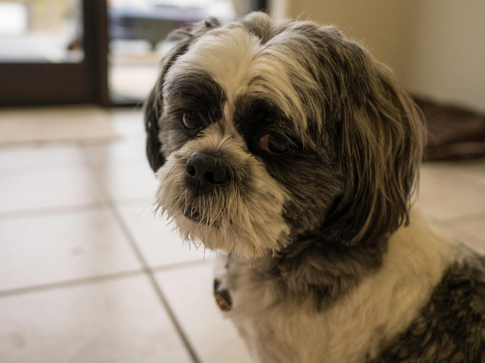 Panasonic LUMIX GH5 4K Digital Camera, 20.3 Megapixel Mirrorless Camera with Digital Live MOS Sensor, 5-Axis Dual I.S. 2.0, 4K 4:2:2 10-Bit Video, Full-Size HDMI Out, 3.2-Inch LCD, DC-GH5 (Black) customer photo 2