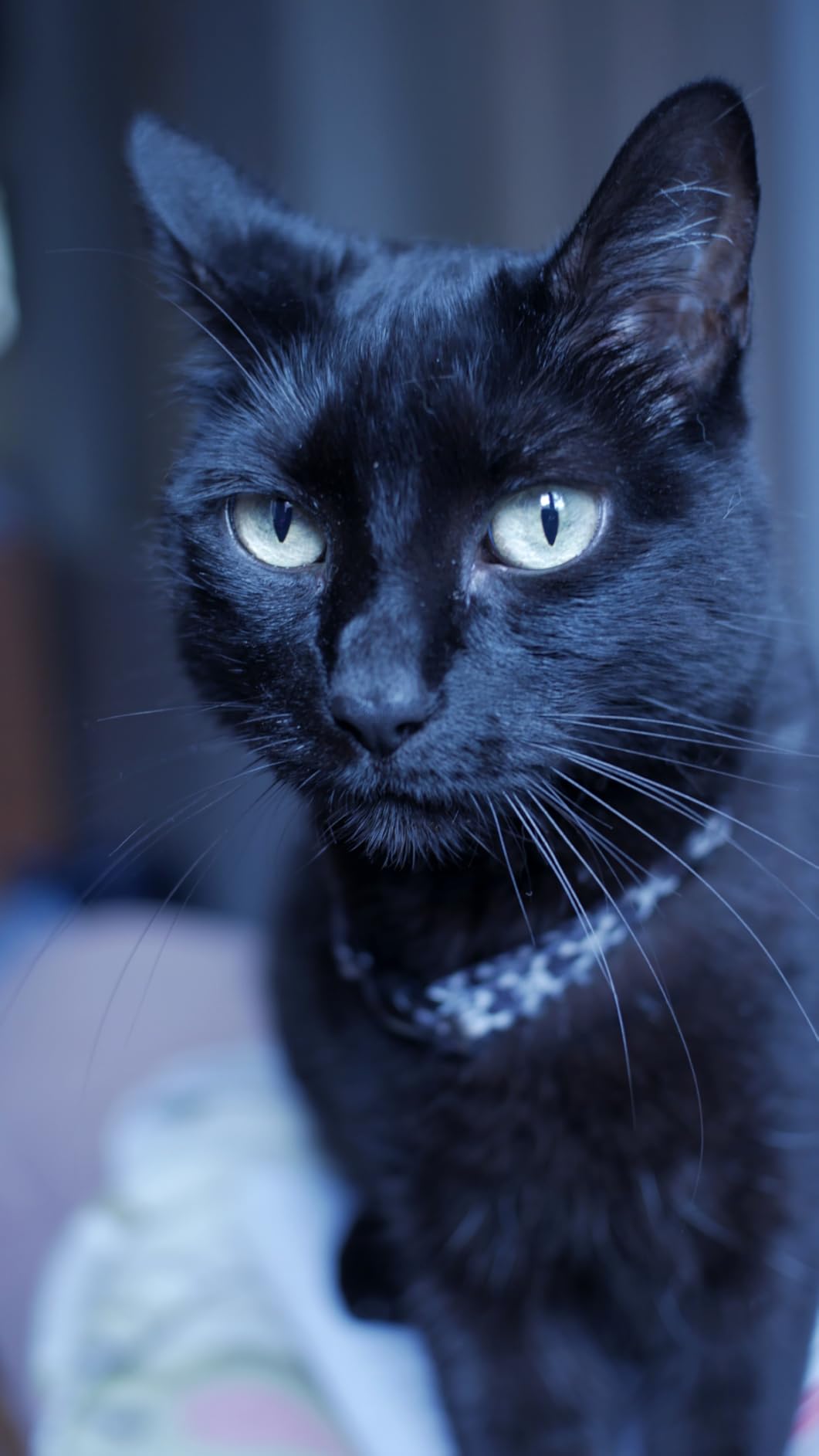 7artisans 25mm F1.8 Manual Focus Prime Fixed Lens for Olympus and Panasonic Micro Four Thirds MFT M4/3 Cameras - Black customer photo 1