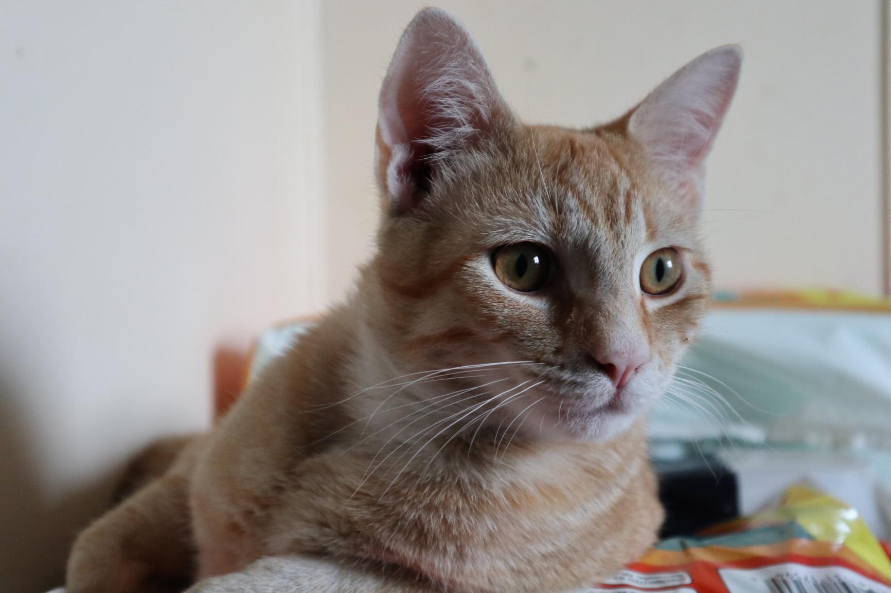 EOS M100 Mirrorless Camera w/ 15-45mm Lens - Wi-Fi, Bluetooth, and NFC enabled (Black) (2209C011) customer photo 2