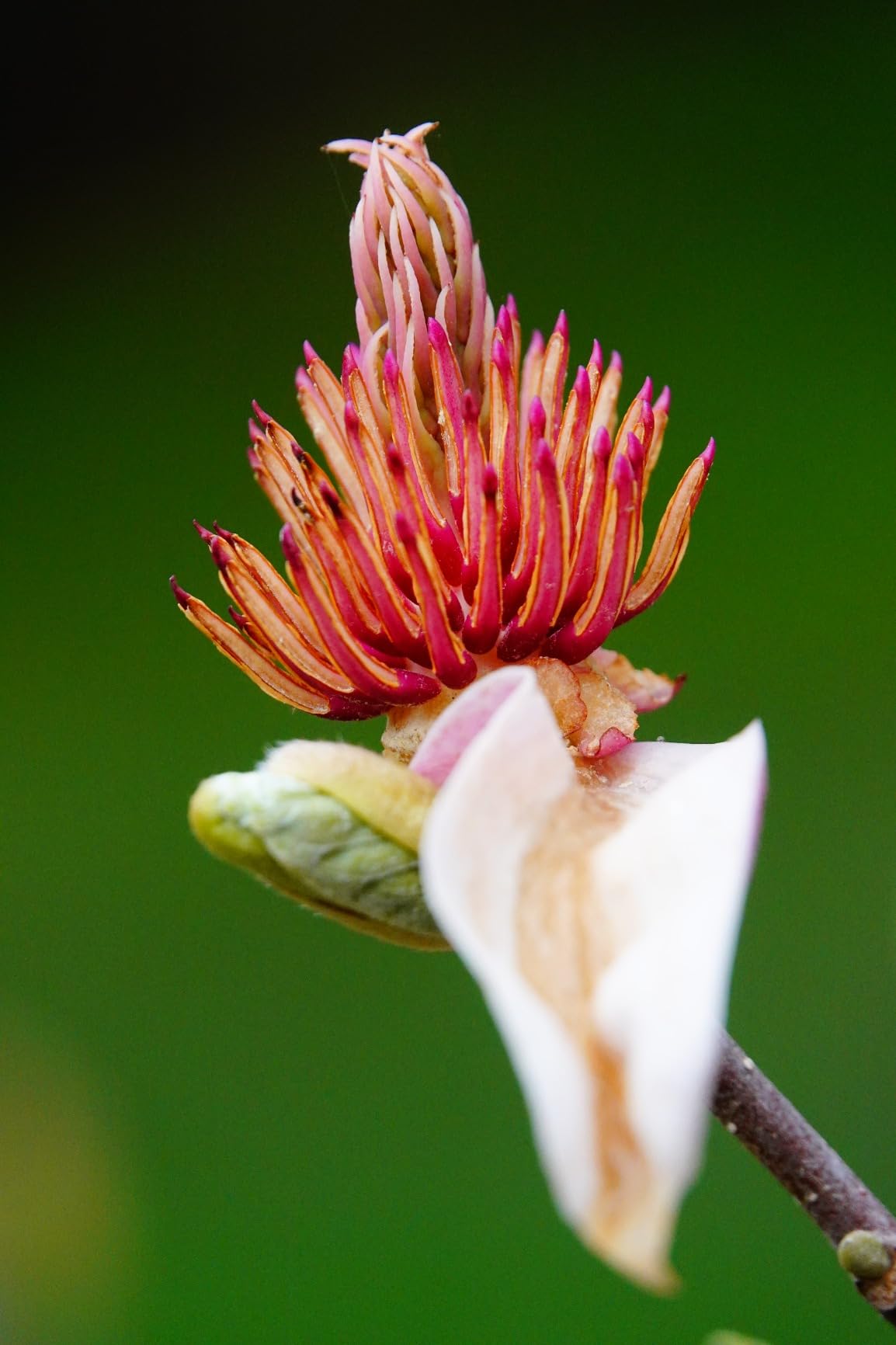 Sony Cyber-Shot RX10 IV with 0.03 Second Auto-Focus & 25x Optical Zoom (DSC-RX10M4), Black customer photo 2