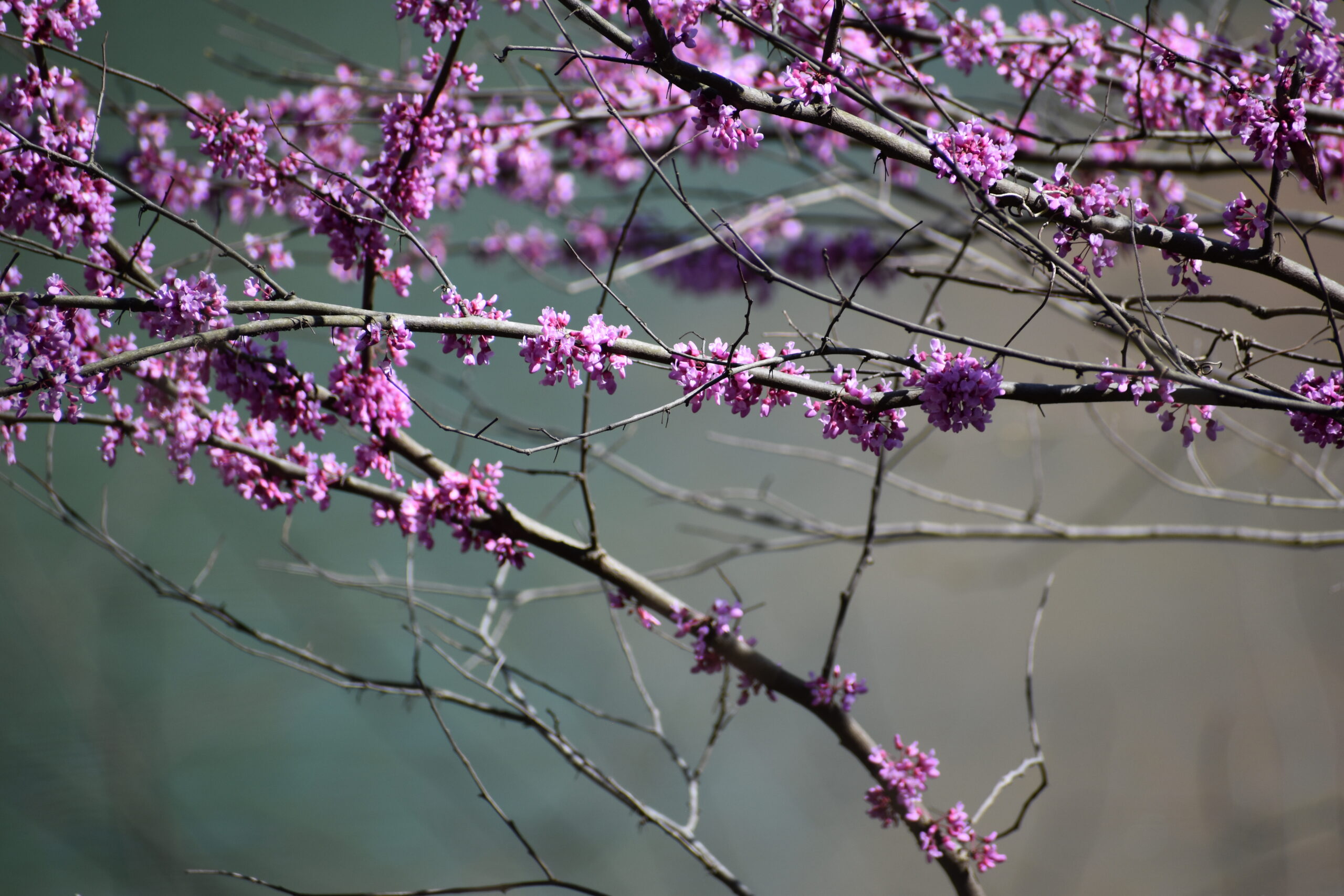 Nikon D5600 Digital SLR Camera and 18-55mm VR DX AF-P Lens - (Renewed) customer photo 2