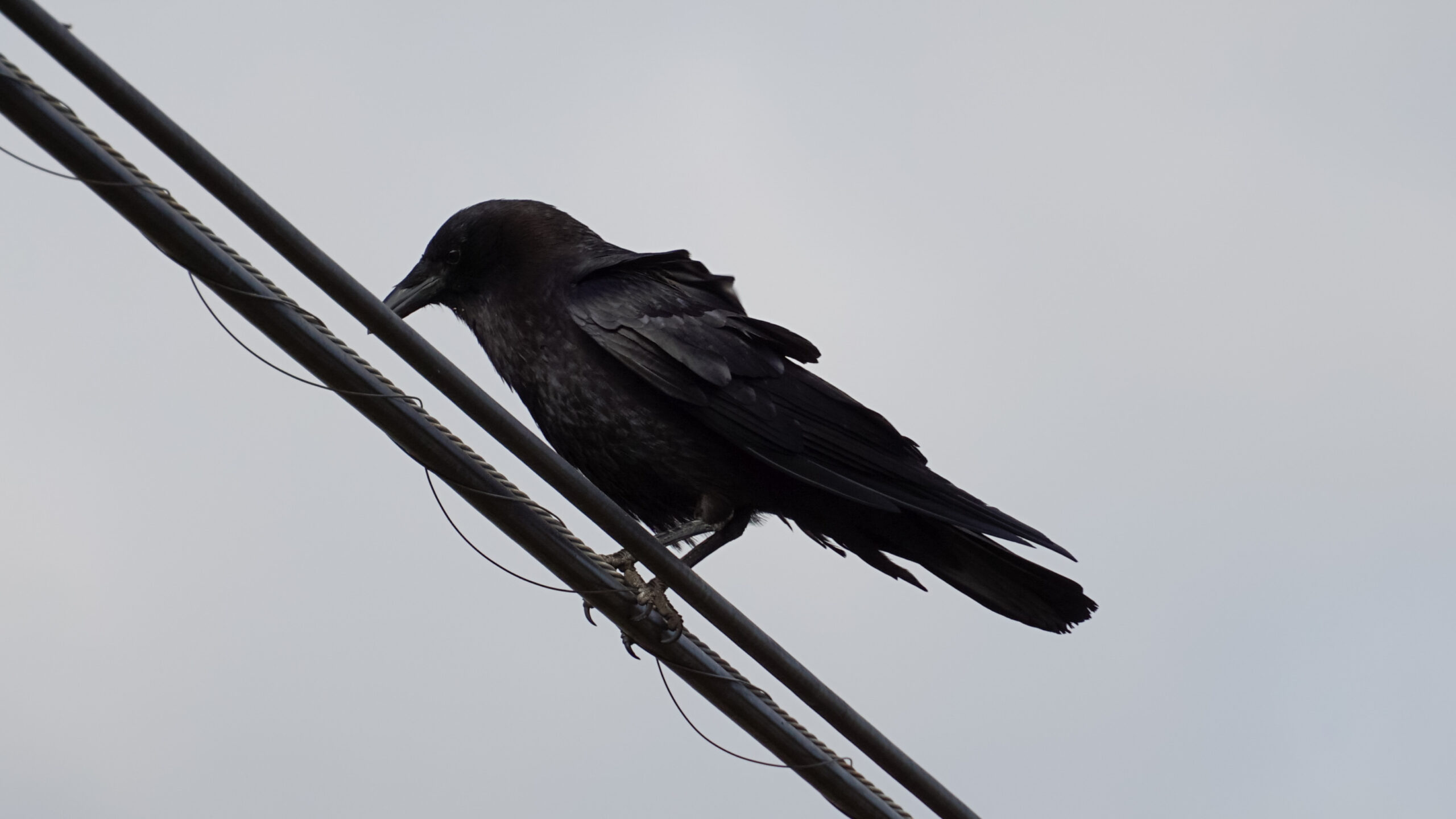 Sony 18-135mm F3.5-5.6 OSS APS-C E-Mount Zoom Lens customer photo 1