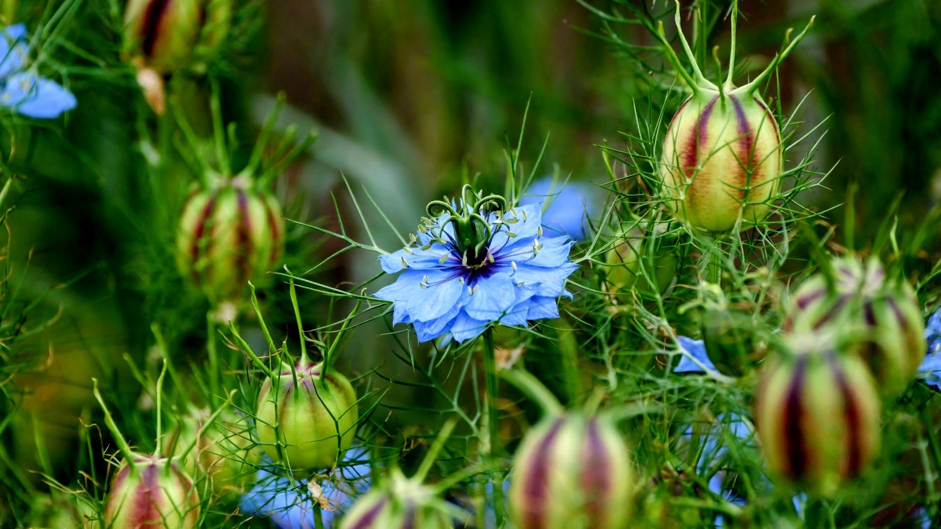 Panasonic LUMIX Professional 50-200mm Camera Lens, G Leica DG Vario-ELMARIT, F2.8-4.0 ASPH, Dual I.S. 2.0 with Power O.I.S, Mirrorless Micro Four Thirds, H-ES50200 (Black) customer photo 1