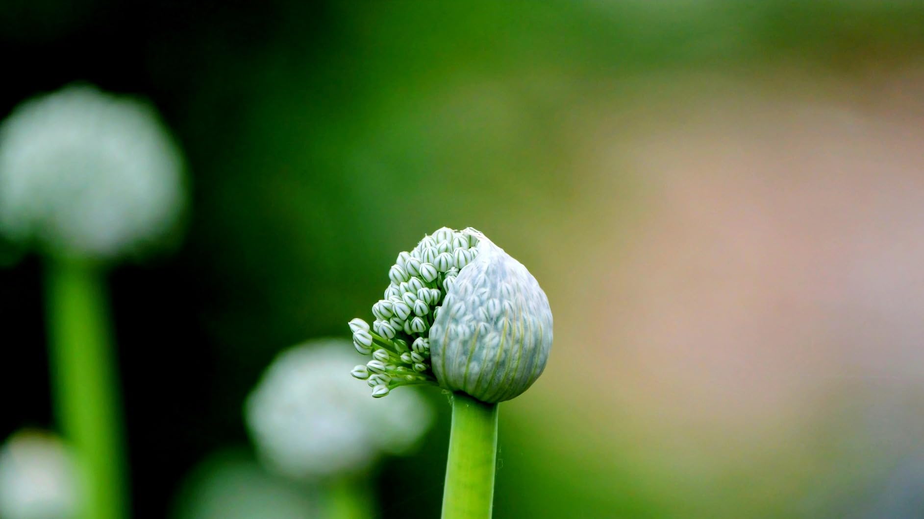 Panasonic LUMIX Professional 50-200mm Camera Lens, G Leica DG Vario-ELMARIT, F2.8-4.0 ASPH, Dual I.S. 2.0 with Power O.I.S, Mirrorless Micro Four Thirds, H-ES50200 (Black) customer photo 2