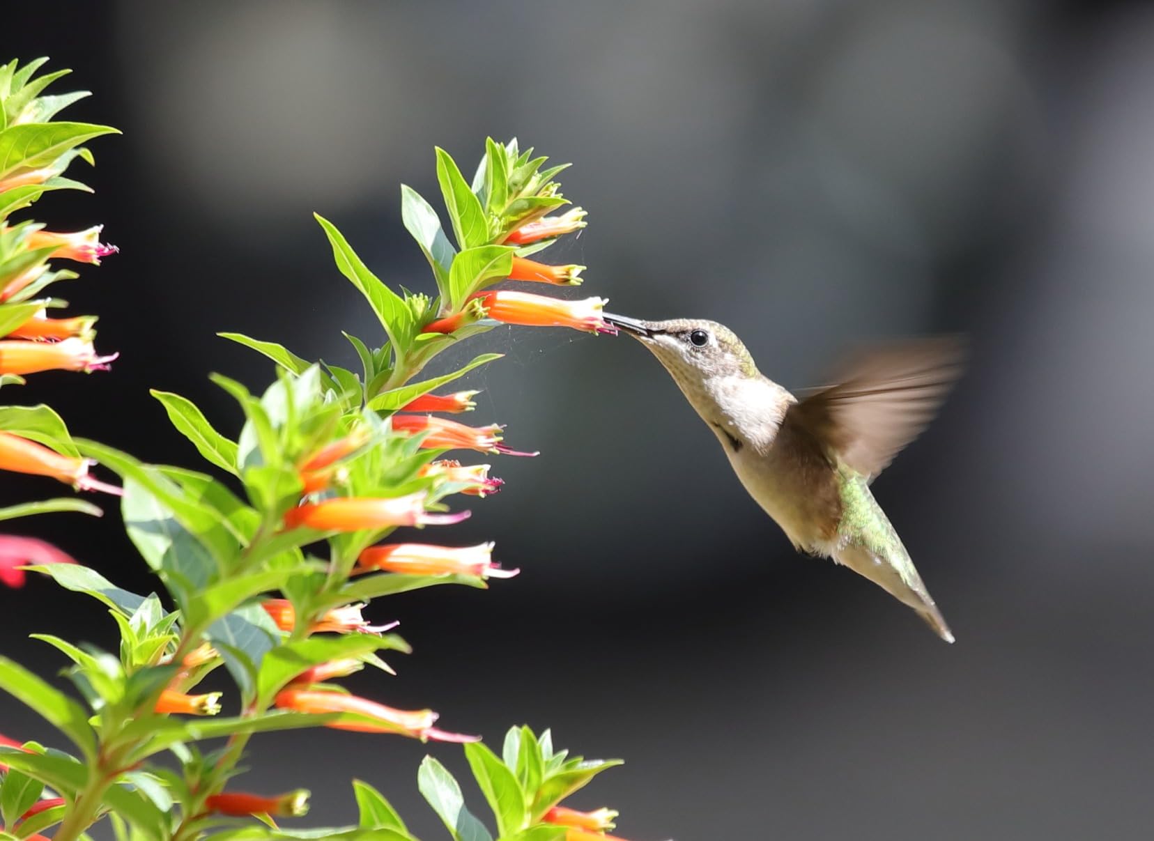 SR SUN ROOM 2 Pack Replacement Canon LP-E6 LP E6N Battery for Canon 60D, 70D, 80D, 5DS R, 5D Mark II III IV, 6D, 7D, C700, XC15, Cameras (2650mAh, 100% Compatible with Original) customer photo 1