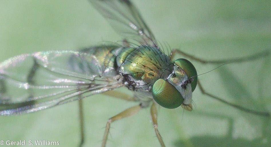 Sigma 271965 70mm F2.8 Art DG Macro for Sony E customer photo 1