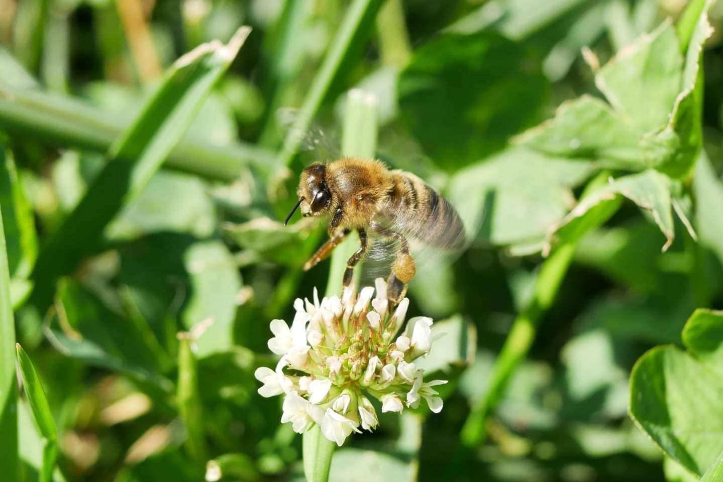 NXT Plus 77mm UV Filter - Schott B270 Clear Glass with 10-Layer HMC Multi-Coating for 98% Light Transmission, Waterproof Top-Coat, Aluminum Frame - Camera Lens Filter for Sharp, Clear Images customer photo 1