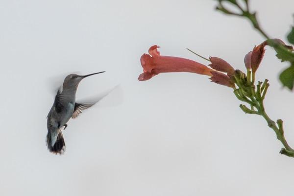 Canon EF 70-200mm f/4L IS II USM Lens for Canon Digital SLR Cameras, White - 2309C002 customer photo 1