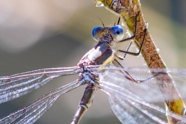 Canon EF 70-200mm f/4L IS II USM Lens for Canon Digital SLR Cameras, White - 2309C002 customer photo 2