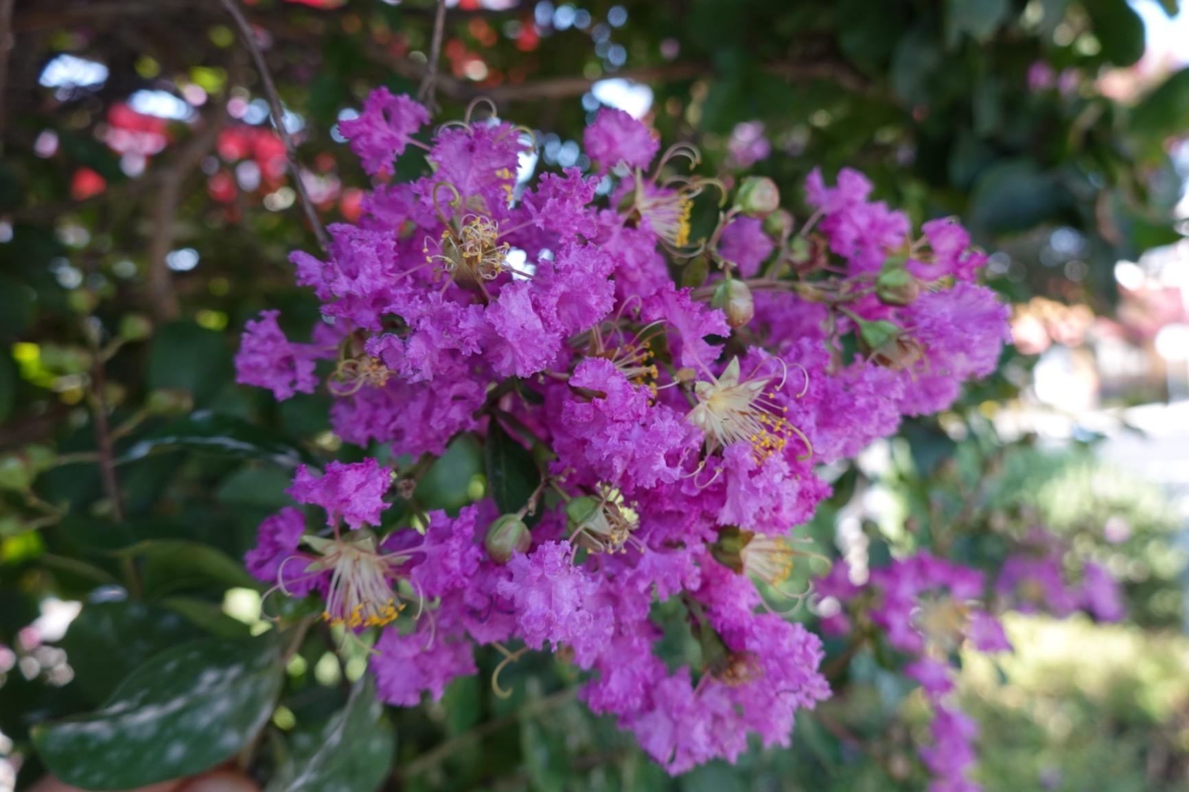 Sony RX100 VI 20.1 MP Premium Compact Digital Camera w/ 1-inch sensor, 24-200mm ZEISS zoom lens and pop-up OLED EVF customer photo 1