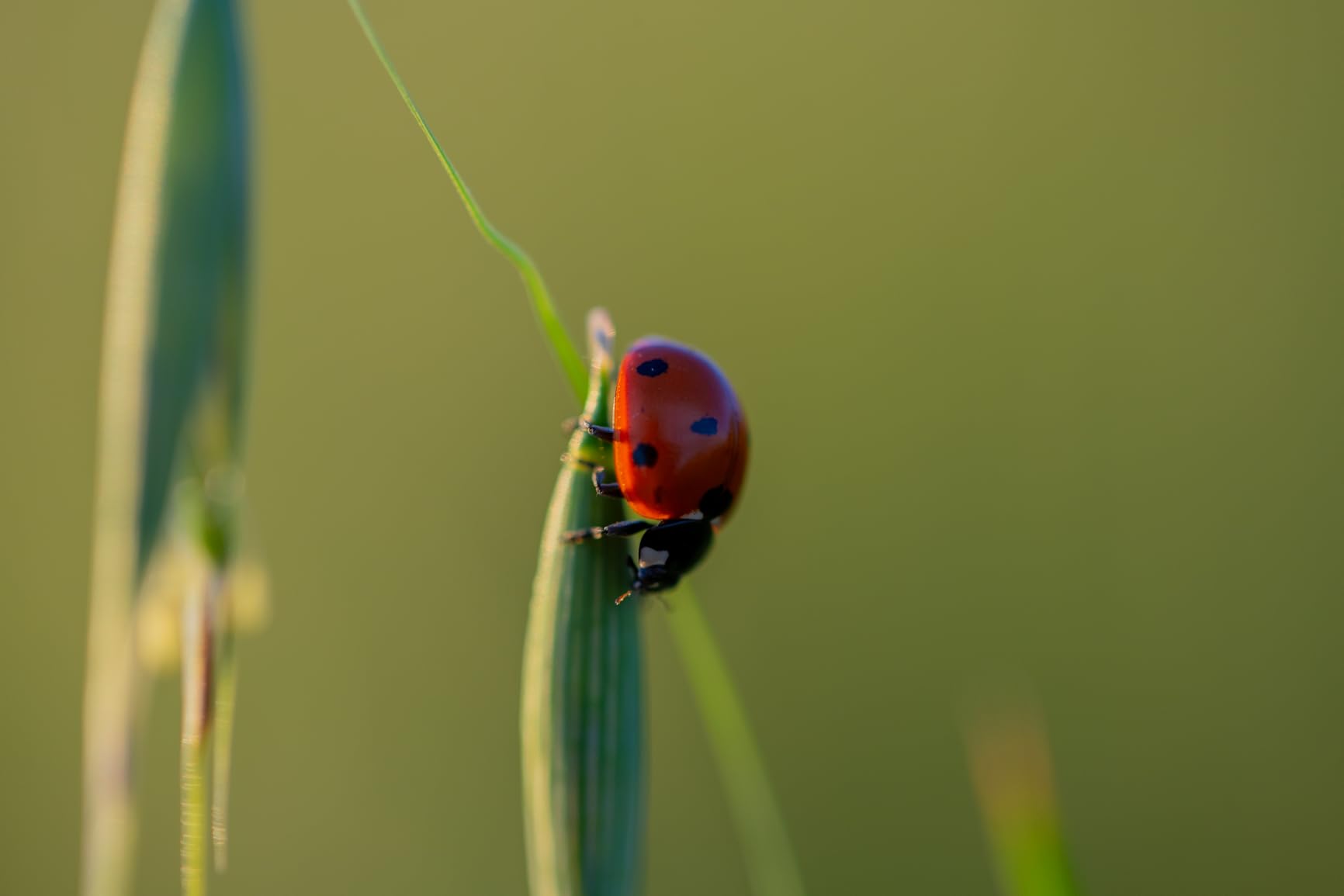 Canon EF 100mm f/2.8L IS USM Macro Lens for Canon Digital SLR Cameras (Renewed) customer photo 1