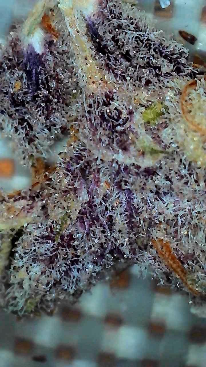 Wireless Digital Microscope, Skybasic 50X-1000X Magnification WiFi Portable Handheld Microscopes with Adjustable Stand HD USB Microscope Camera Compatible with iPhone Android iPad Windows Mac Computer customer photo 1