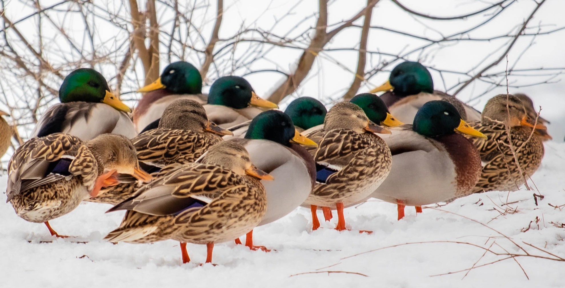 Canon EOS M50 Mirrorless Camera Kit w/EF-M15-45mm and 4K Video (Black) (Renewed) customer photo 1