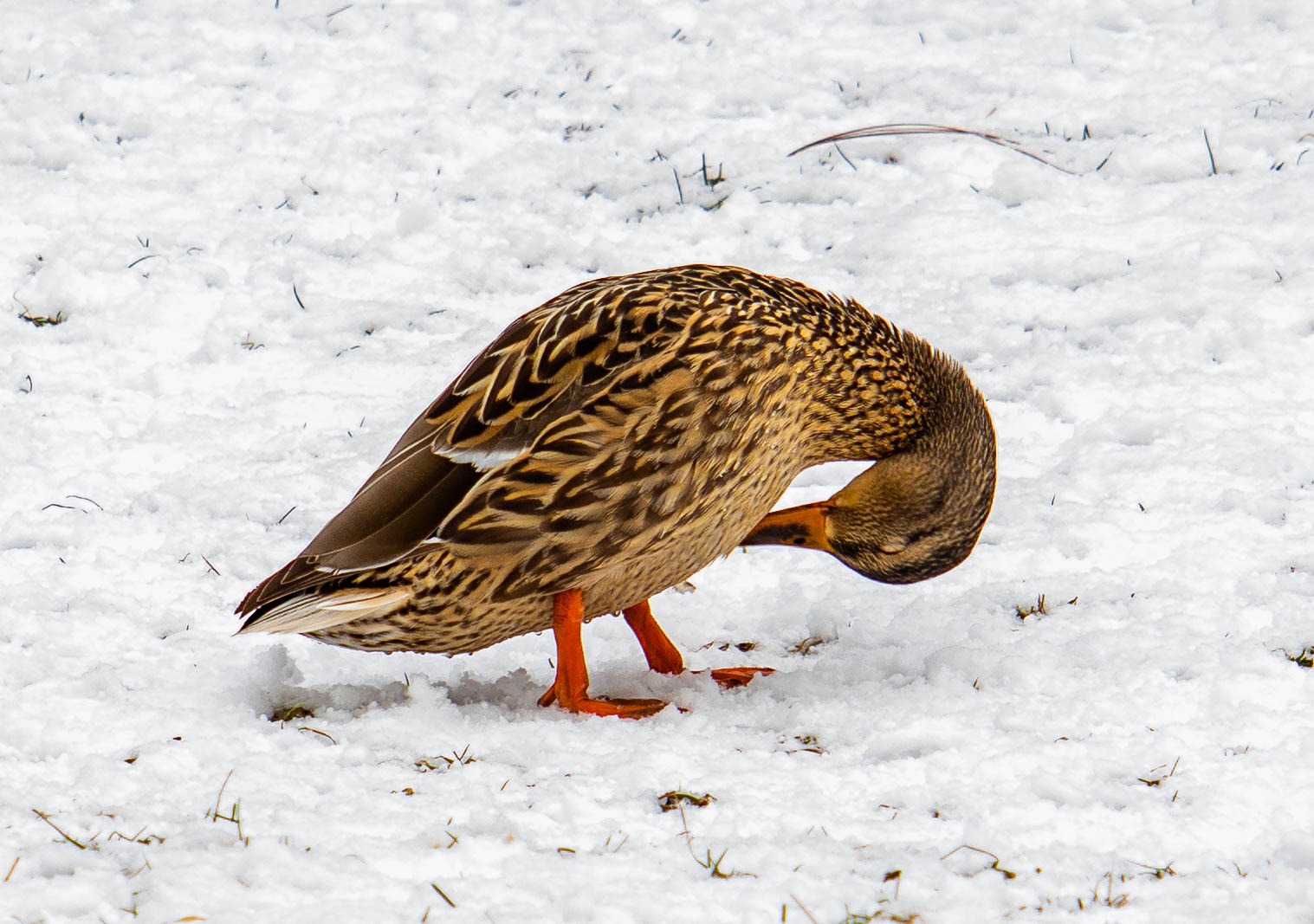 Canon EOS M50 Mirrorless Camera Kit w/EF-M15-45mm and 4K Video (Black) (Renewed) customer photo 2