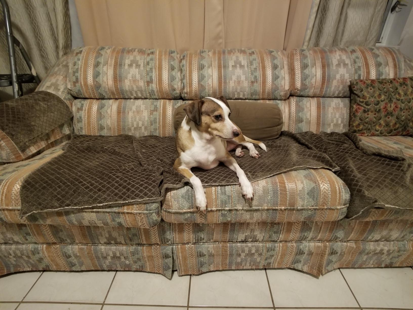 Moment Wide Angle Lens - 18mm Lens for iPhone Pixel Galaxy OnePlus Phones customer photo 1