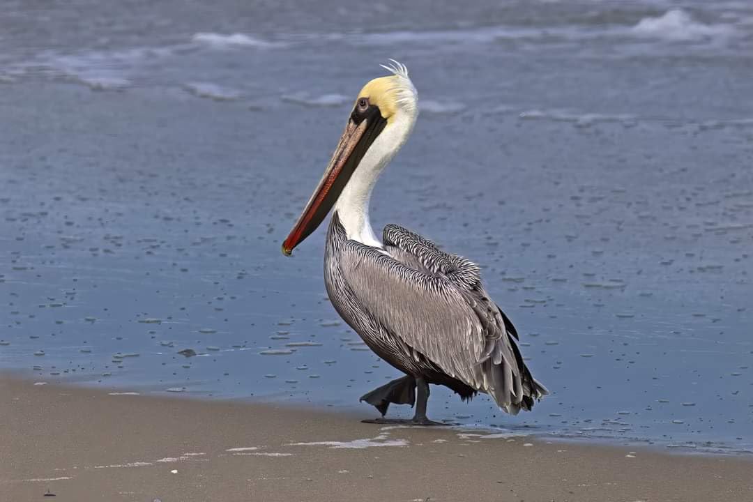 Canon EOS 5DS R Digital SLR with Low-Pass Filter Effect Cancellation (Body Only) (Renewed) customer photo 1