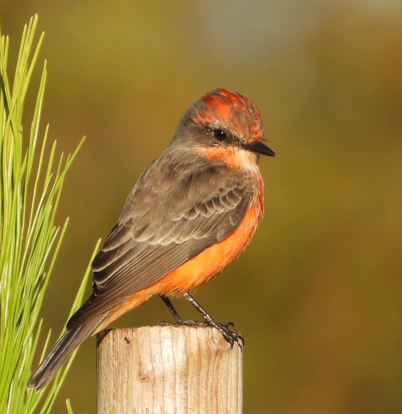 Nikon COOLPIX P1000 Superzoom Digital Camera | 125x Optical Zoom with Image Stabilization 16 MP 4K Ultra HD Video Wi-Fi Connectivity RAW Format and Rotating LCD Screen (Black) customer photo 1