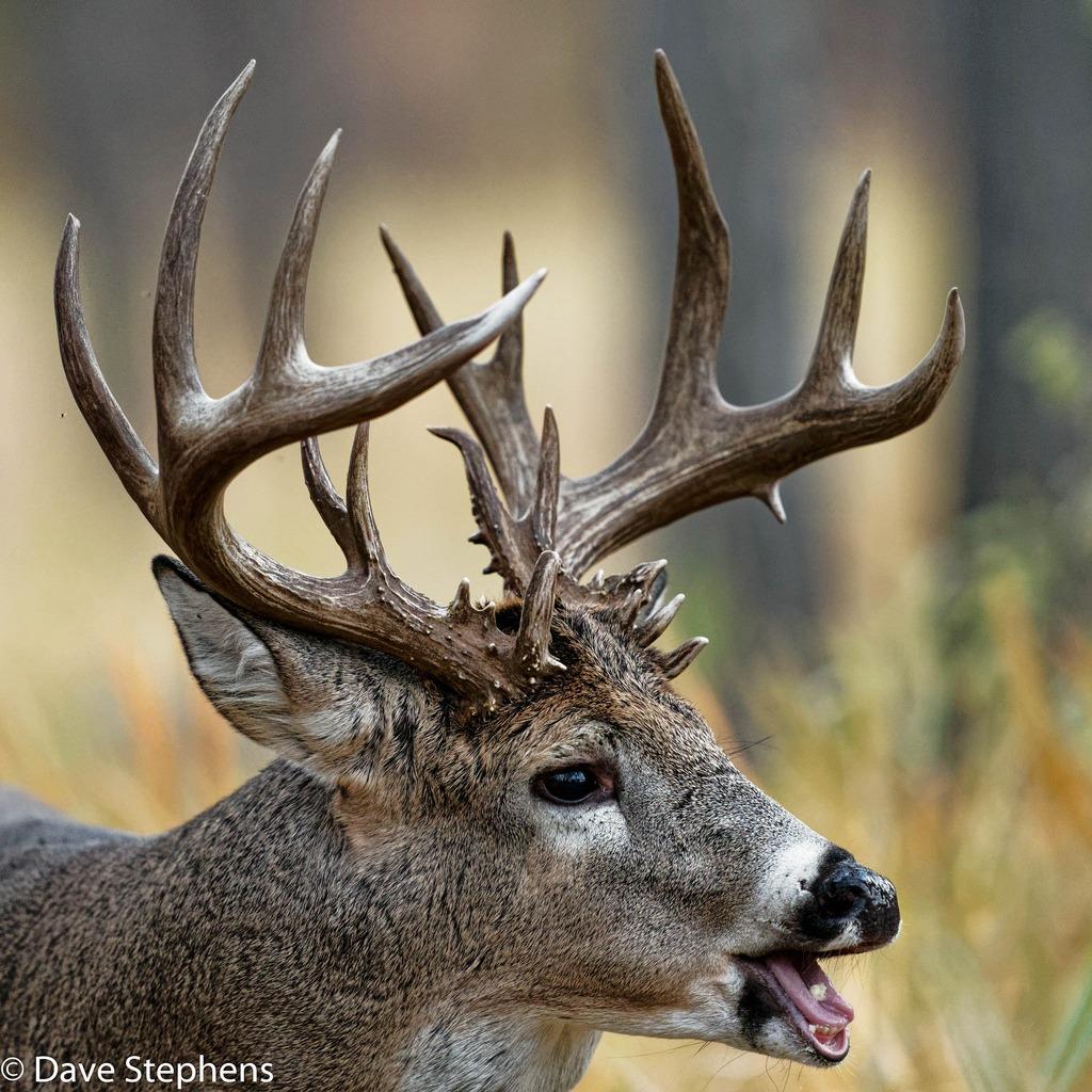 Sony SEL400F28GM 400mm F/2.8-2.8 Fixed Prime Camera Lens, White customer photo 2