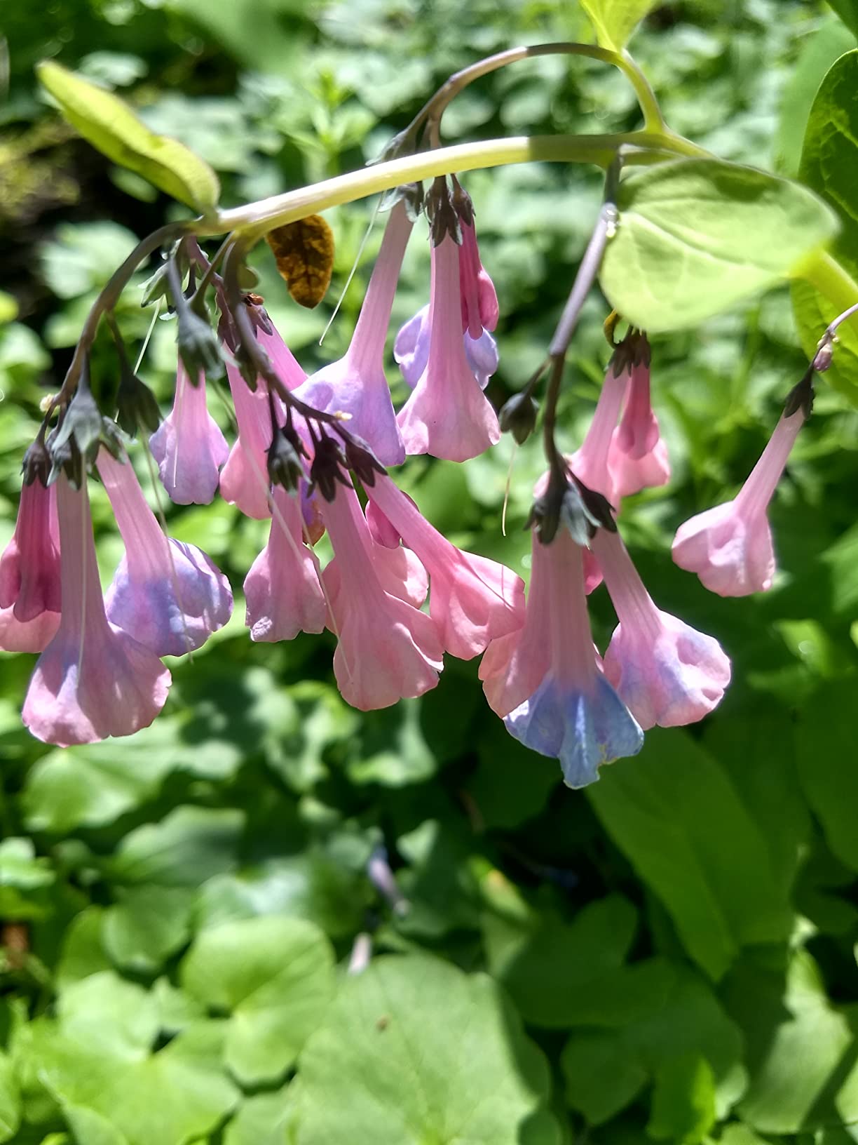 K&F Concept Metal Filter Holder + 8 Filter Adapter Rings (49/52/58/62/67/72/77/82mm) for Square Lens Filter customer photo 4