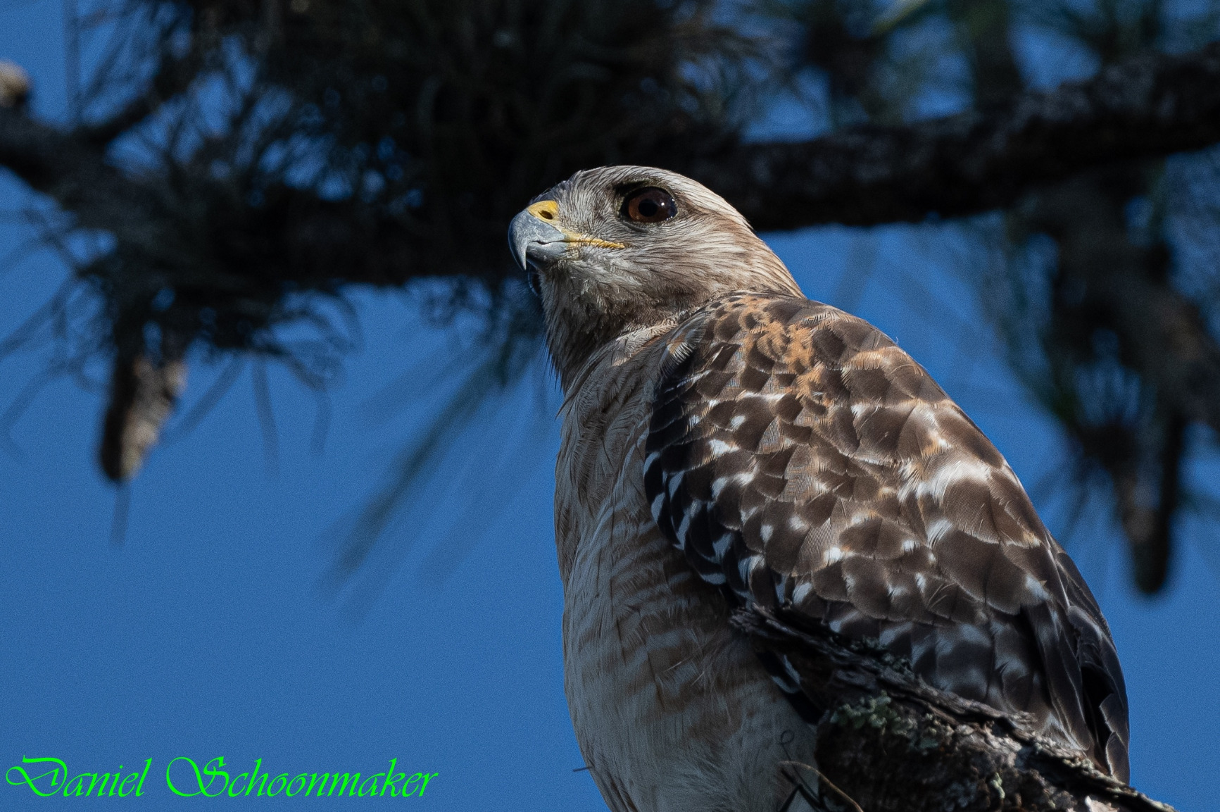 Nikon AF-S NIKKOR 500mm F/5.6E Pf ED VR Super-Telephoto Lens customer photo 1