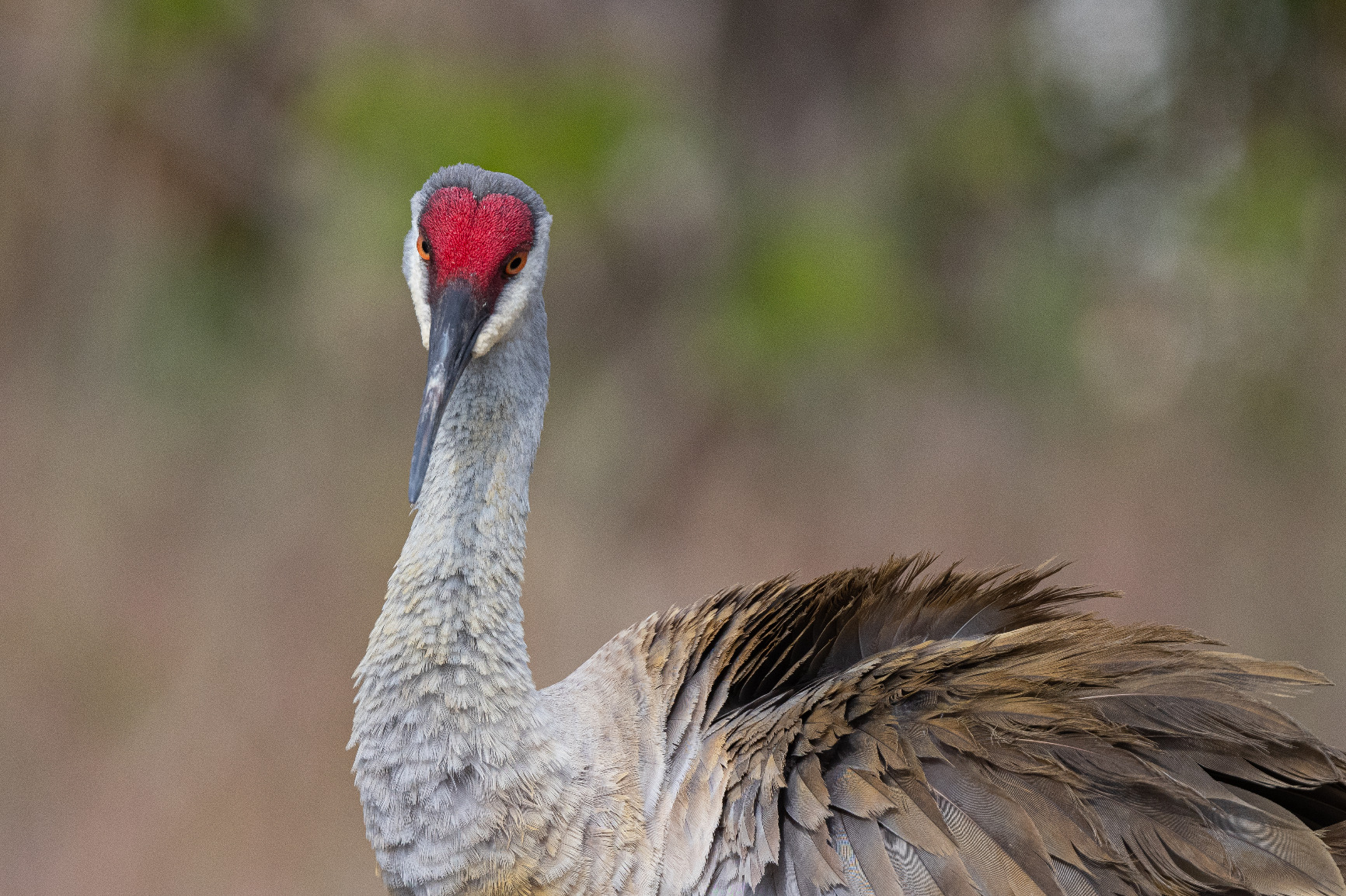Nikon AF-S NIKKOR 500mm F/5.6E Pf ED VR Super-Telephoto Lens customer photo 2