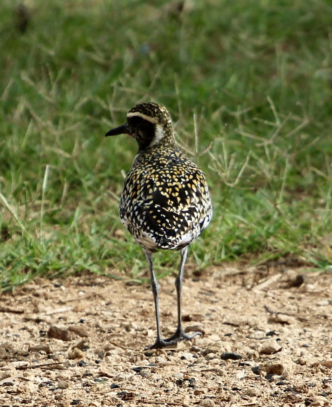 Canon EF 70-200mm f/4L USM Telephoto Zoom Lens for Canon SLR Cameras (Renewed) customer photo 1