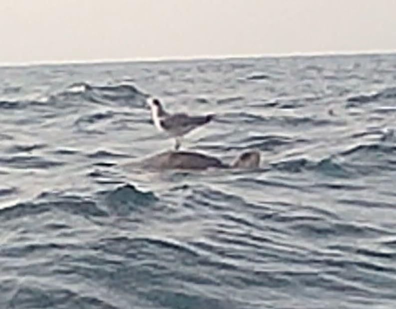 AKASO EK7000 Pro 4K30fps Action Camera with Touch Screen EIS 131ft Waterproof Underwater Camera Remote Control 5X Zoom customer photo 1