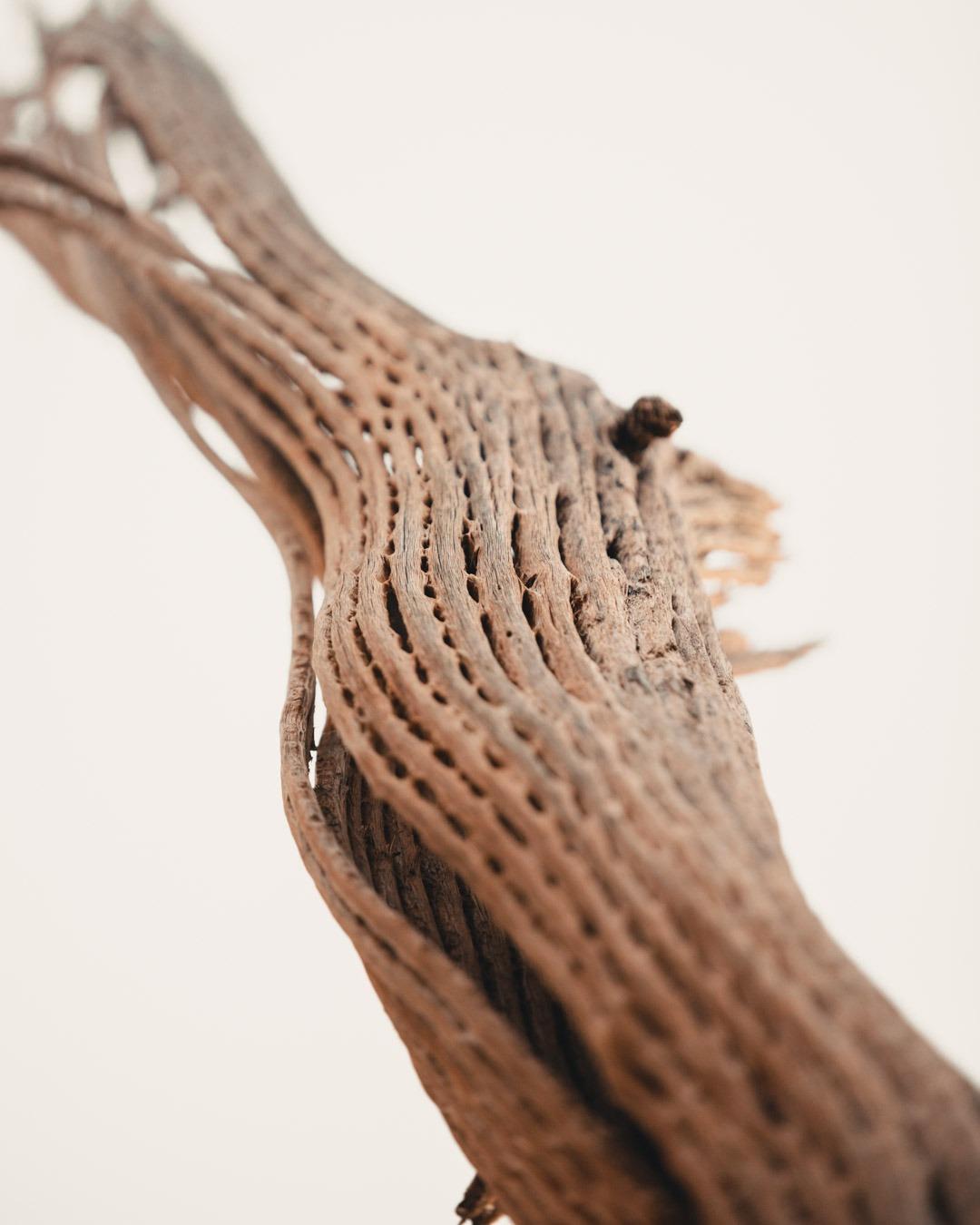 Sigma 70-200mm F2.8 Sports DG OS HSM for Canon Mount - Works with EF-EOS R Adapter customer photo 2