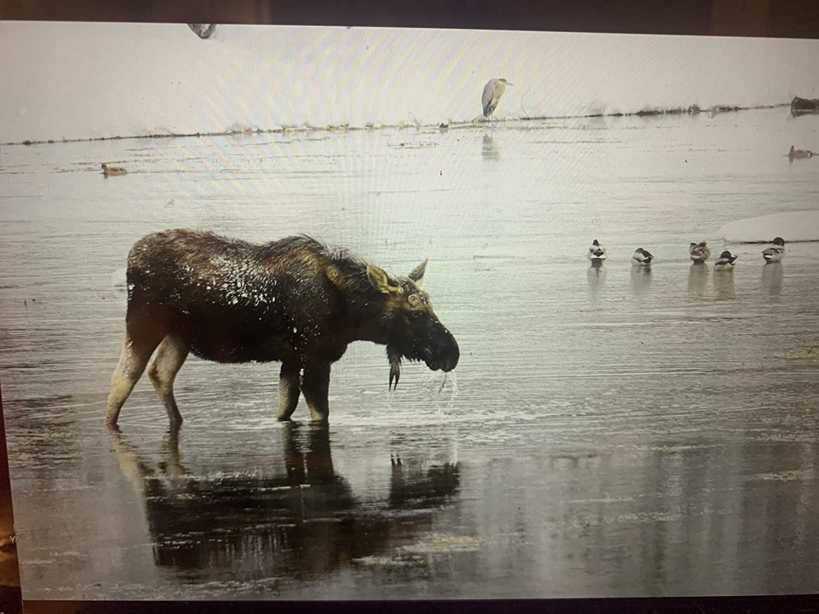 D850 DSLR Camera - Bundle With 64GB SDXC U3 Card, Camera Case, Spare Battery, Cleaning Kit, Memory Wallet, Card Reader, Glass Screen Protector, PC Software Package customer photo 1