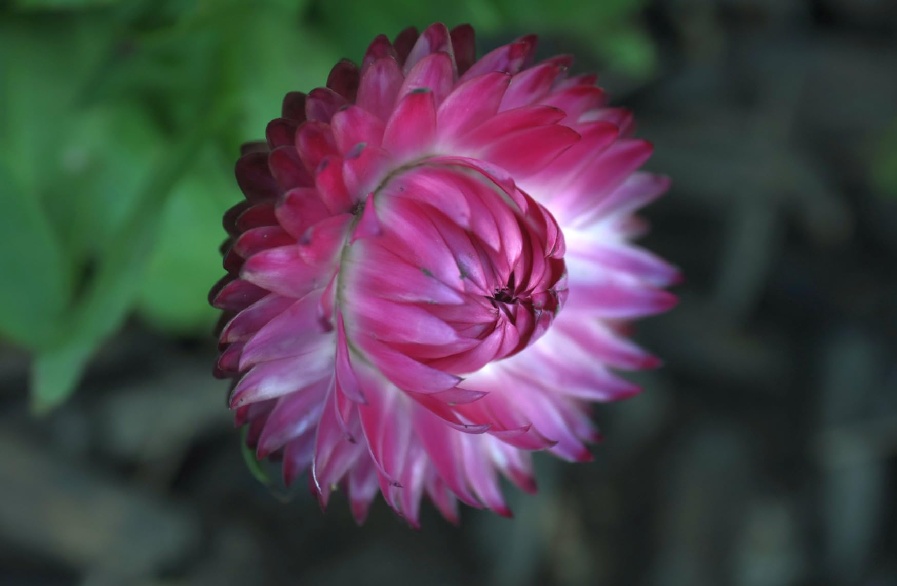 Commlite CM-EF-EOS R Lens Adapter, Electronic Auto-Focus EF to R Mount Adapter for Canon EF/EF-S Lens to EOS R, EOS RP, EOS R6, EOS R5 Series Mirrorless Cameras customer photo 2