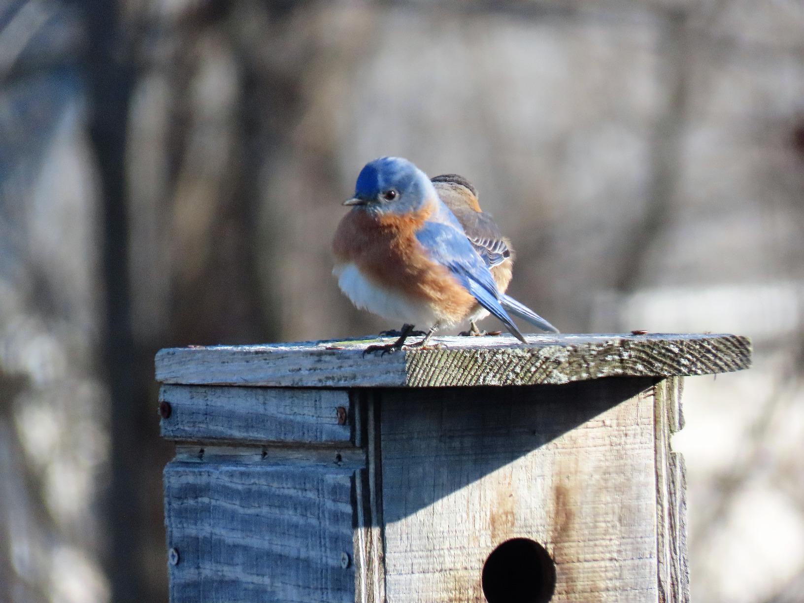 Canon Powershot SX70 20.3MP Digital Camera 65x Optical Zoom Lens 4K Video 3-inch LCD Tilt Screen (Black) (Renewed) customer photo 1